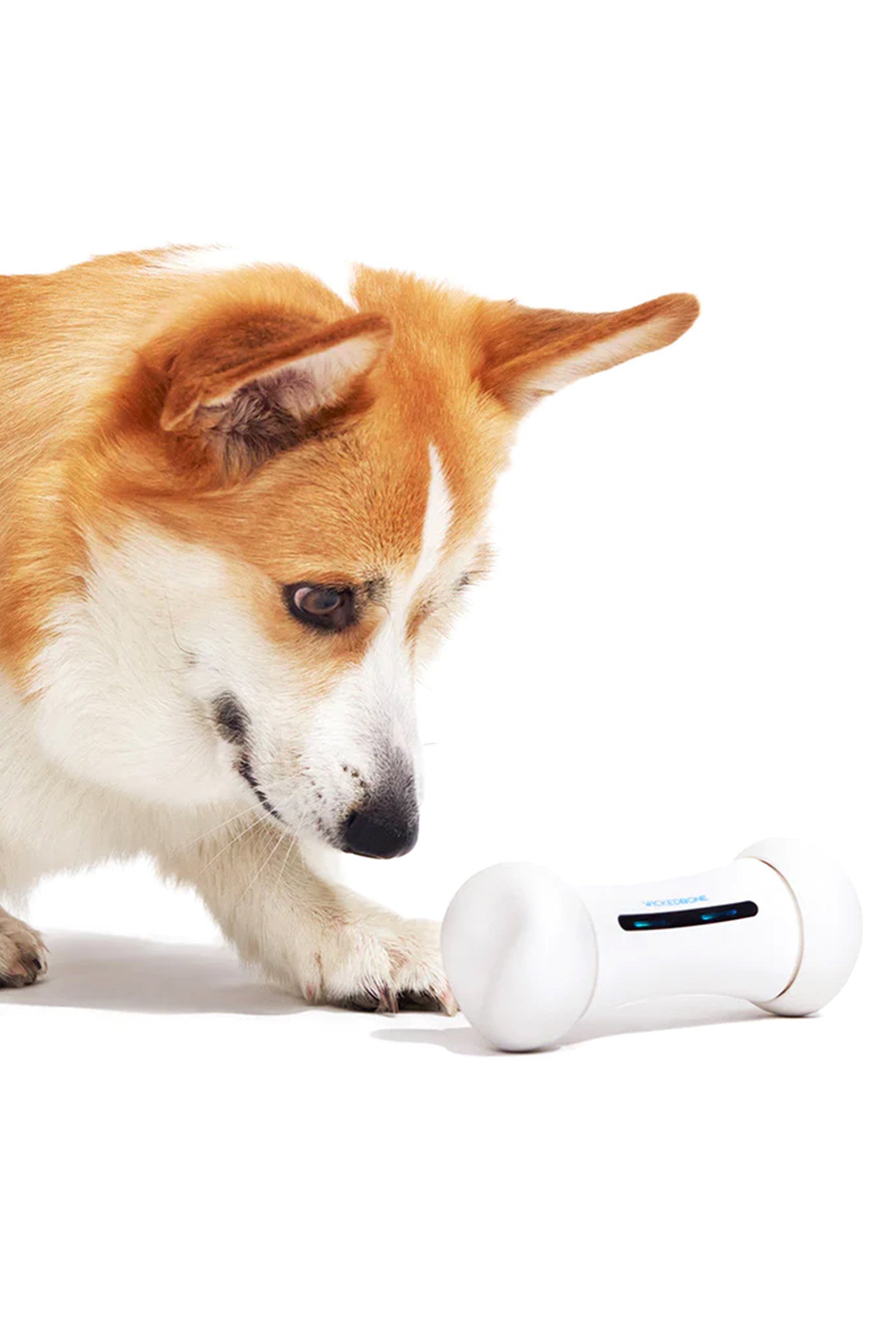 Cheerble Akıllı Kemik: Köpek,Yavru Köpek ve Kedi içinGüvenli ve Dayanıklı Otomatikİnteraktif Oyuncak 20 X 10 X 8
