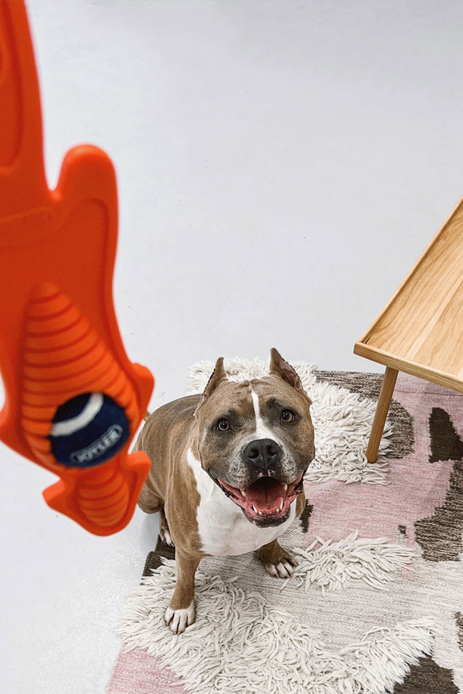 JOYSER Kauçuk Tilki Köpek Oyuncağı 45x11 cm