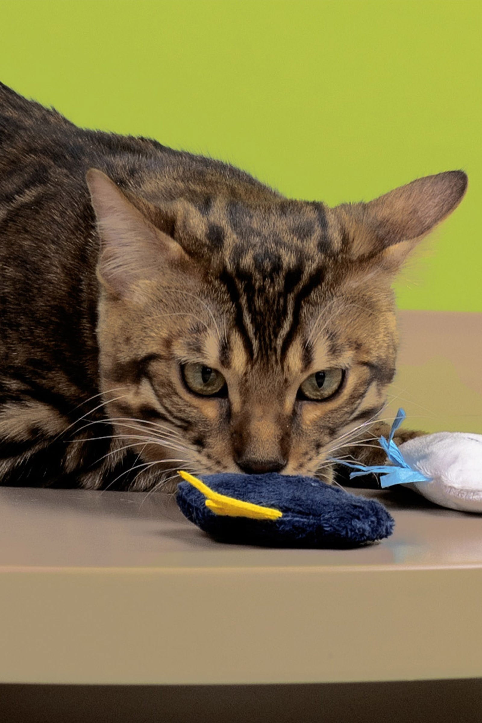 JOYSER Kedi Otlu Yıldırım Şeklinde Peluş Kedi Oyuncağı 7.6 cm