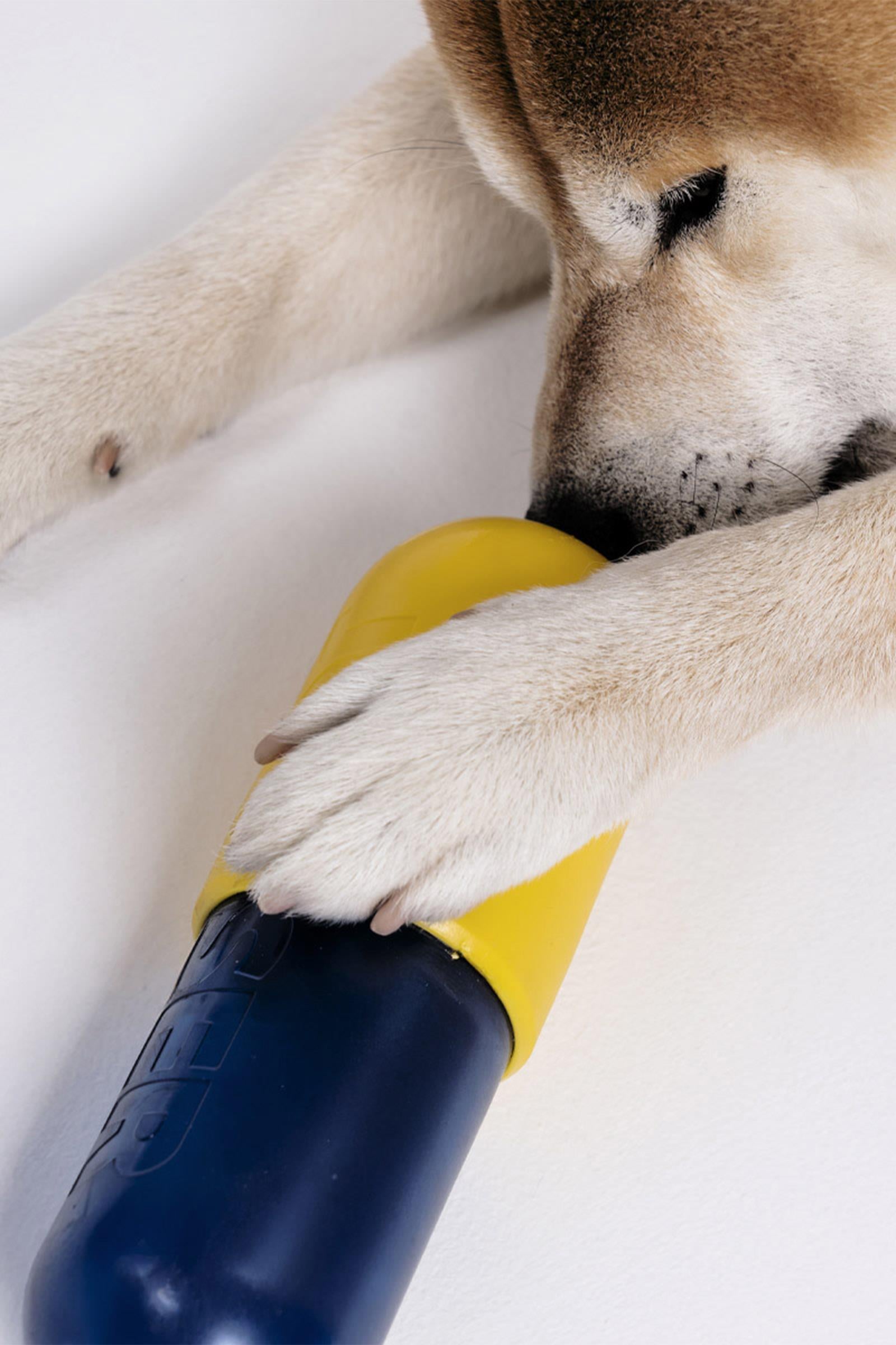 JOYSER Plus Kauçuk Hap Şeklinde Köpek Oyuncağı M/L
