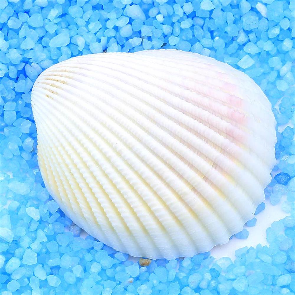 Deniz Kabuğu Midye Orta Boy