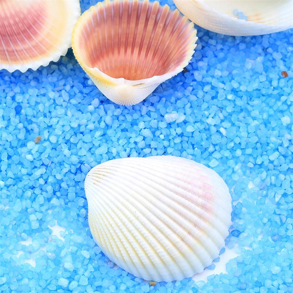 Deniz Kabuğu Midye Orta Boy