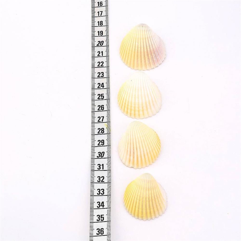 Deniz Kabuğu Midye Orta Boy