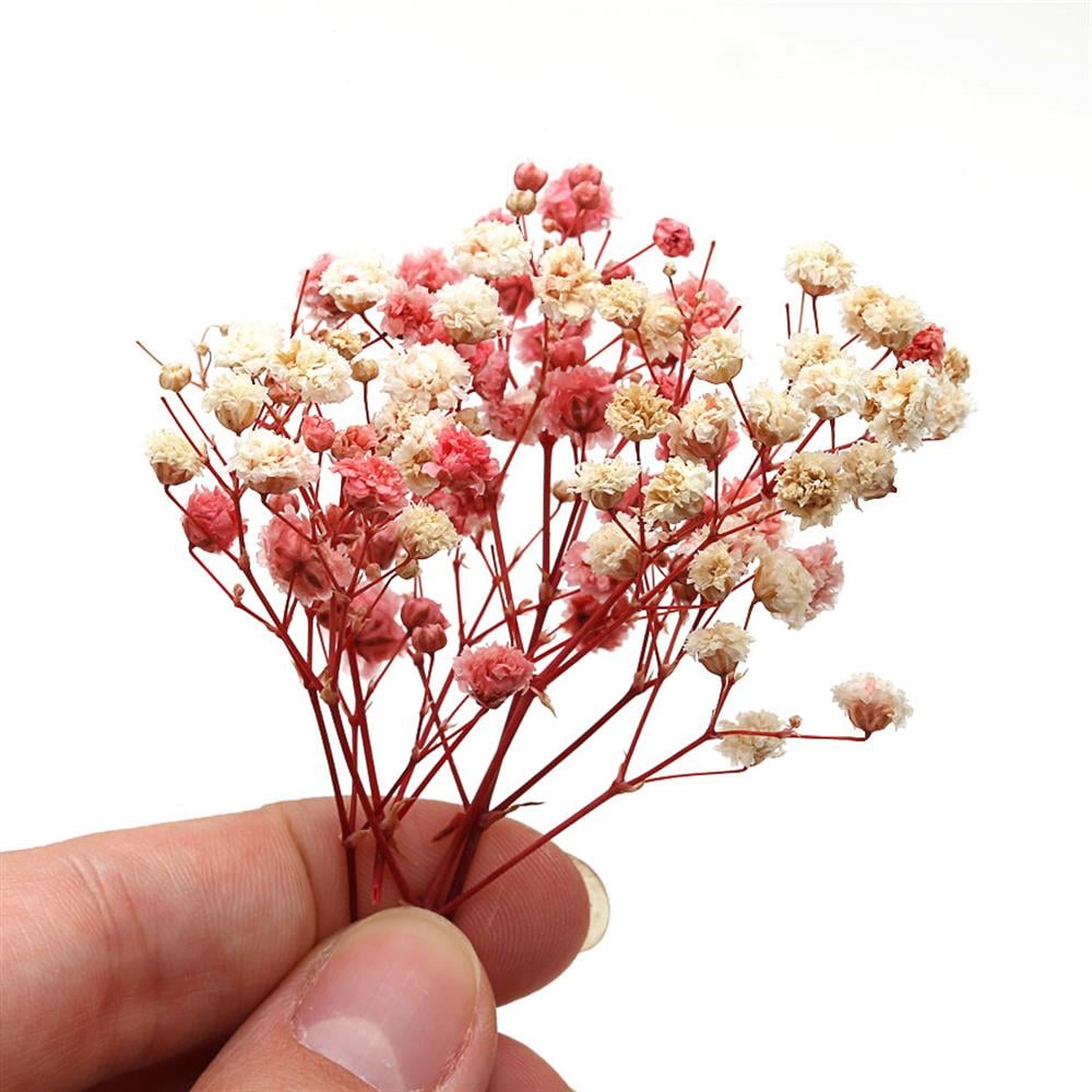 Kurutulmuş, Mini ve Gerçek Pembe Demet Çiçek