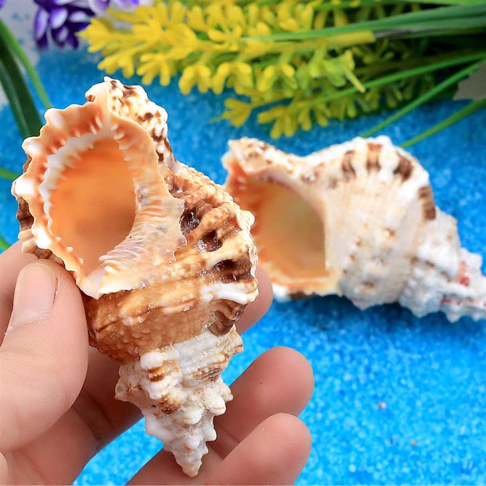 Orta Boy Deniz Salyangozu Kabukları