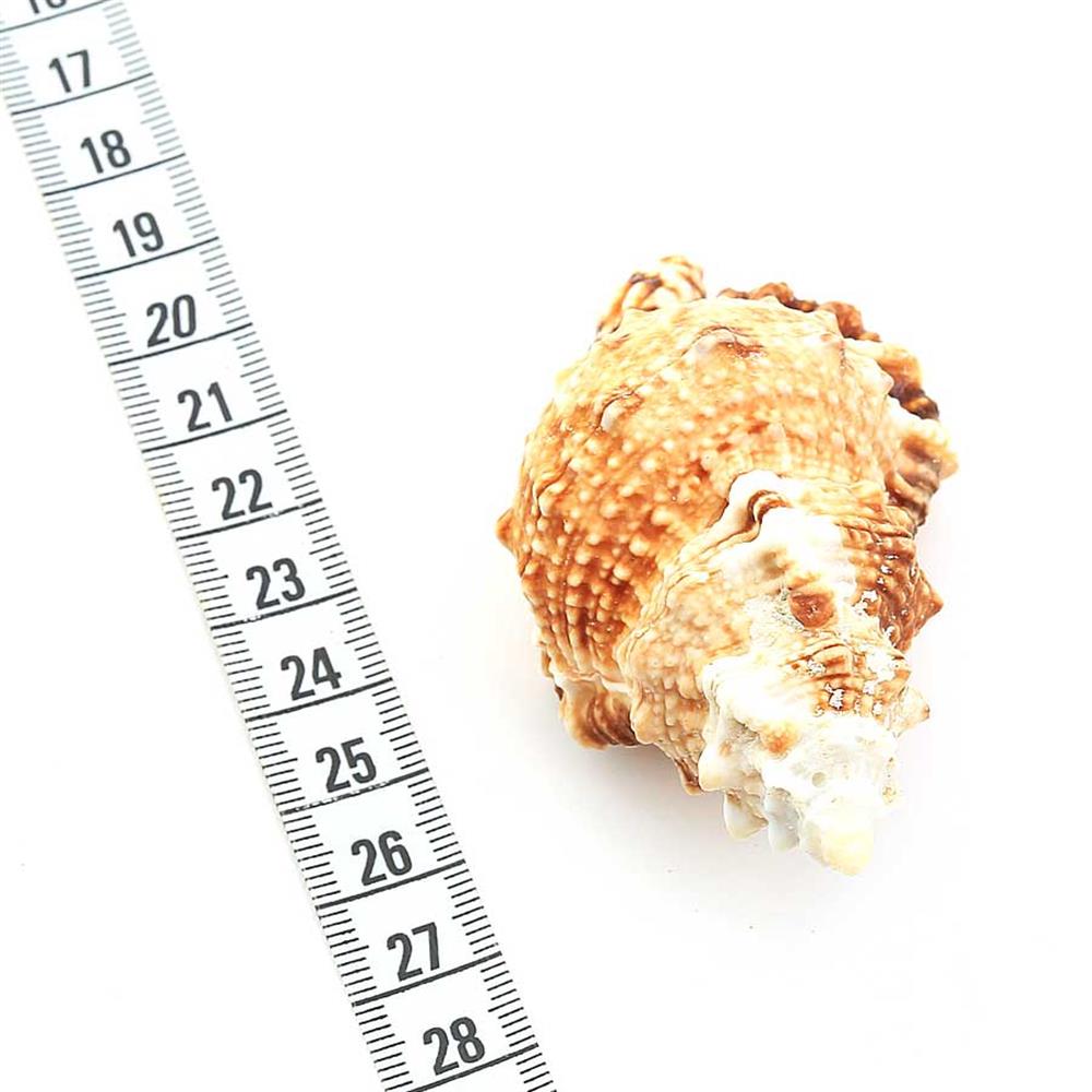 Orta Boy Deniz Salyangozu Kabukları