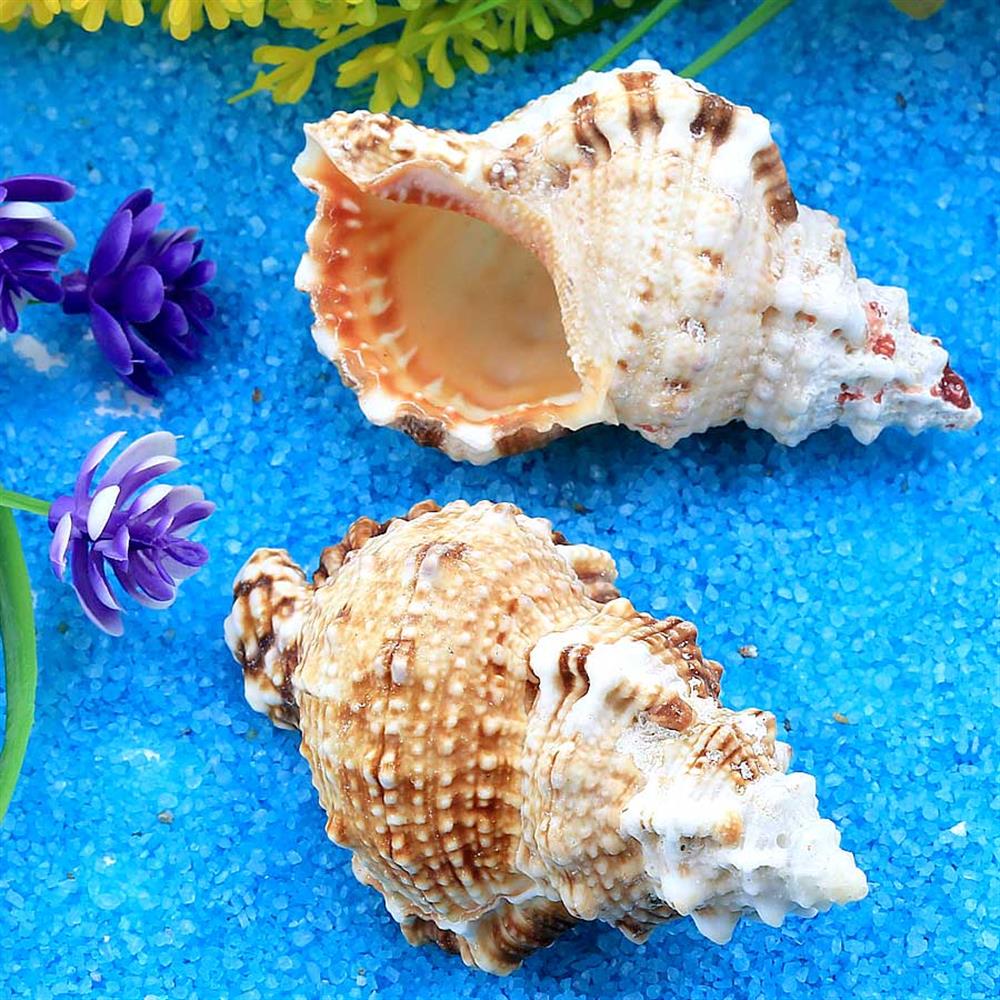 Orta Boy Deniz Salyangozu Kabukları