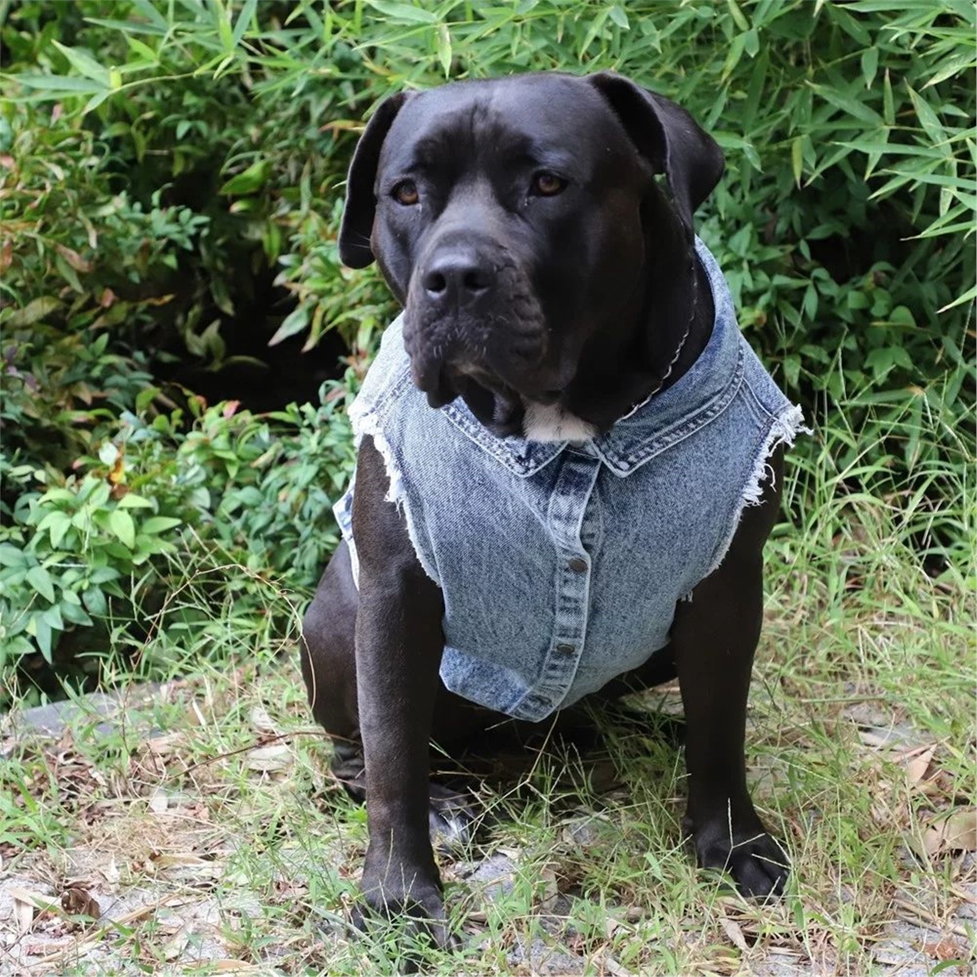 Indigo Polarlı Köpek Ceketi