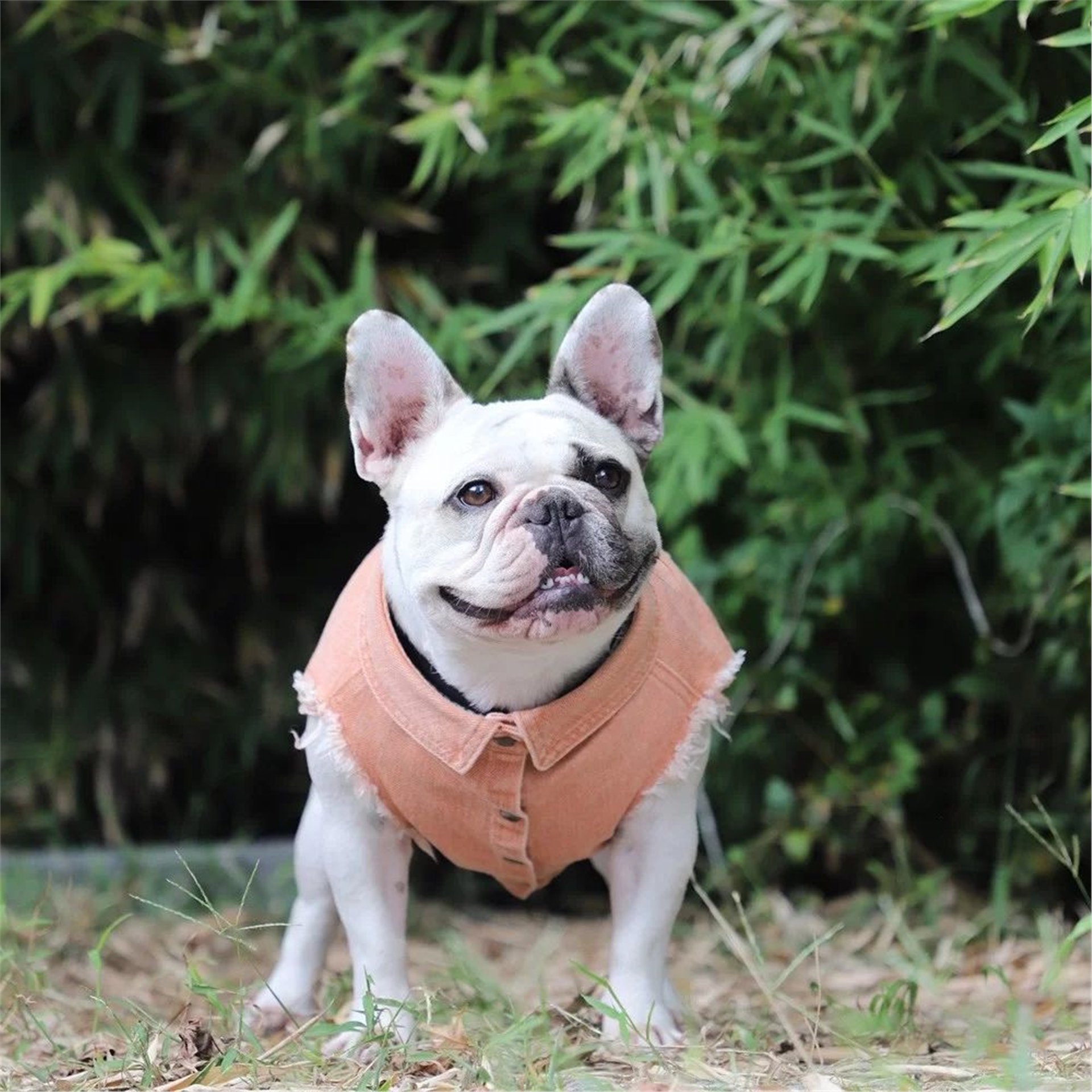 Pure Polarlı Köpek Ceketi