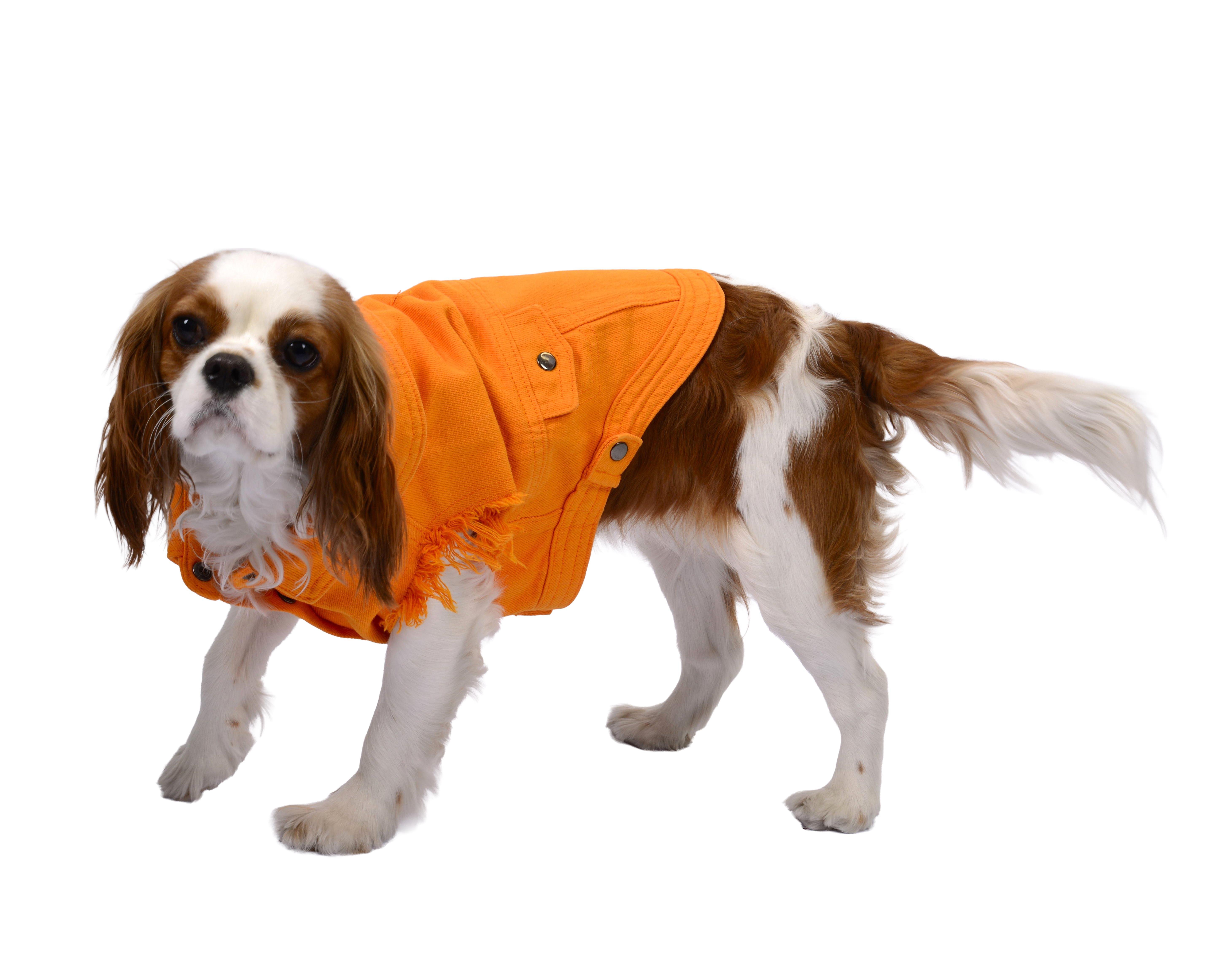 Orange  Dog Jacket