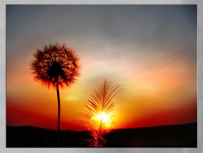 Dandelion Gün Batımı Kanvas Tablo