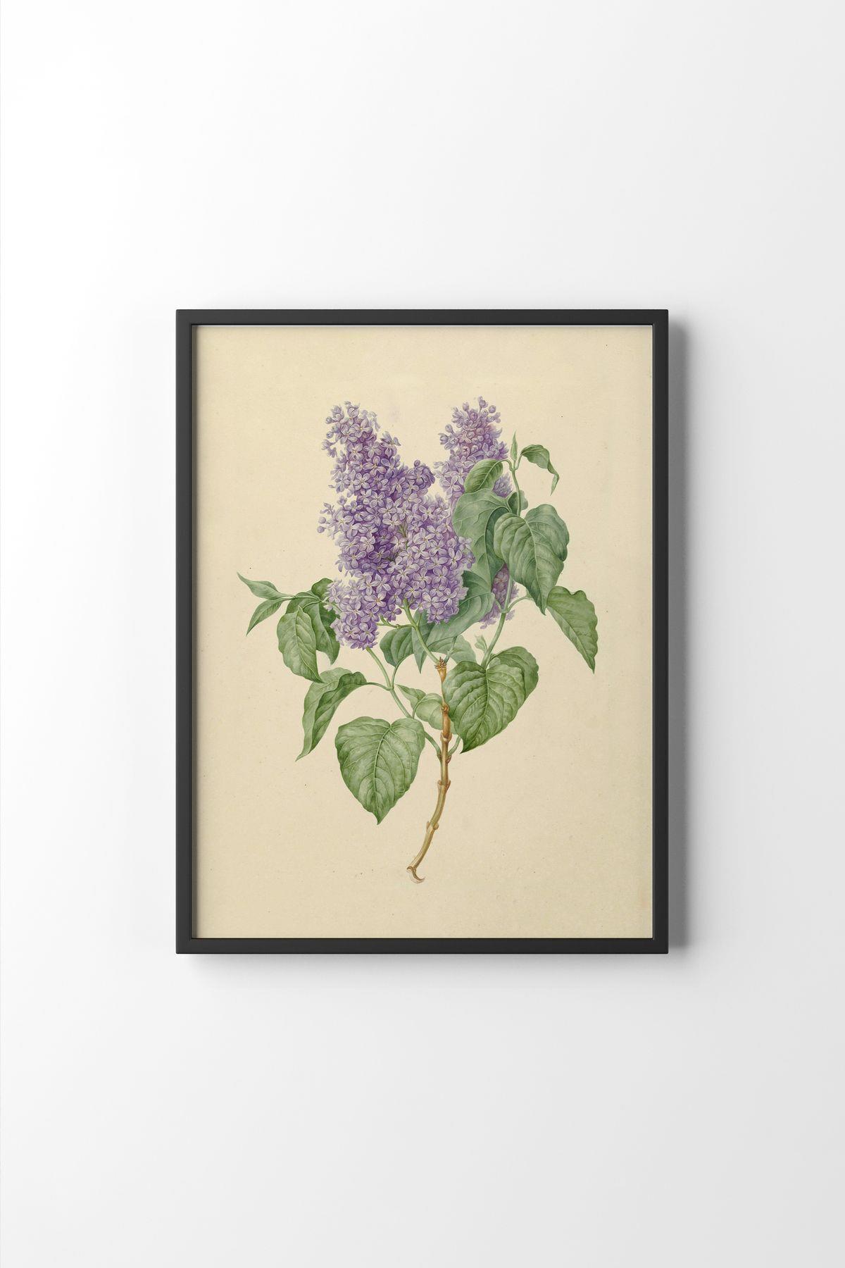 Leylak Çizim Botanik Çiçek İllüstrasyonu Vintage Mor Leylak Minimalist Çerçeveli Duvar Tablosu – Naturel Çerçeve