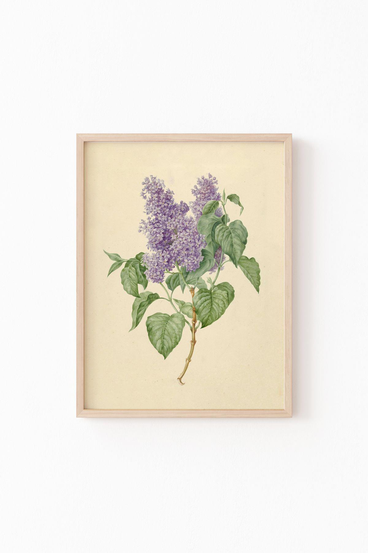 Leylak Çizim Botanik Çiçek İllüstrasyonu Vintage Mor Leylak Minimalist Çerçeveli Duvar Tablosu – Naturel Çerçeve