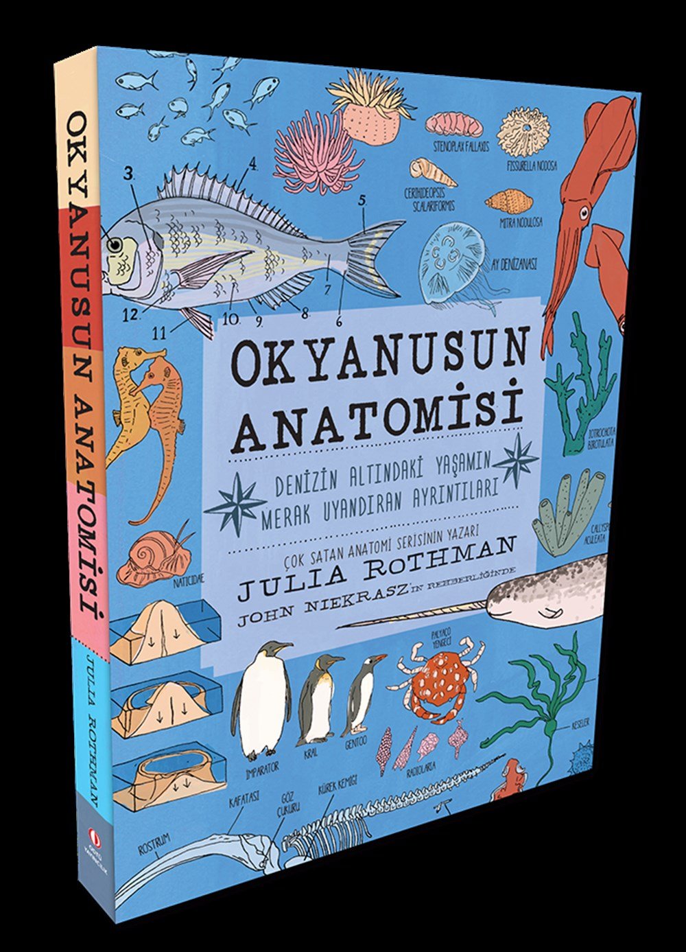 Okyanusun Anatomisi

