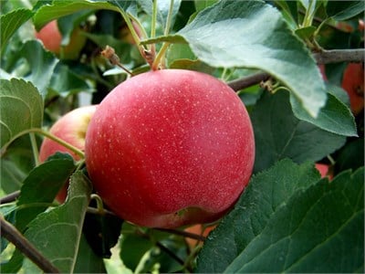 Fuji Zhen Astech Elma Fidanı