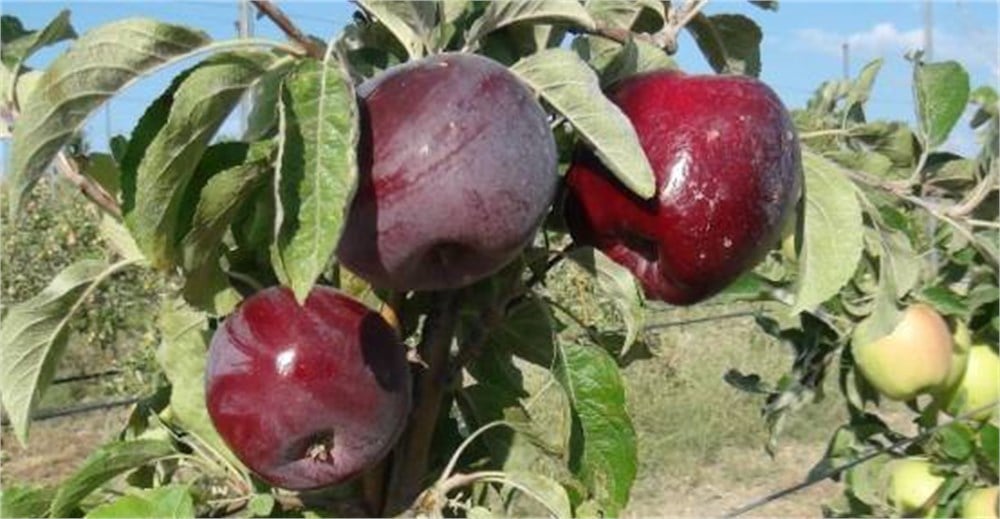 Arap Kızı Elma Fidanı