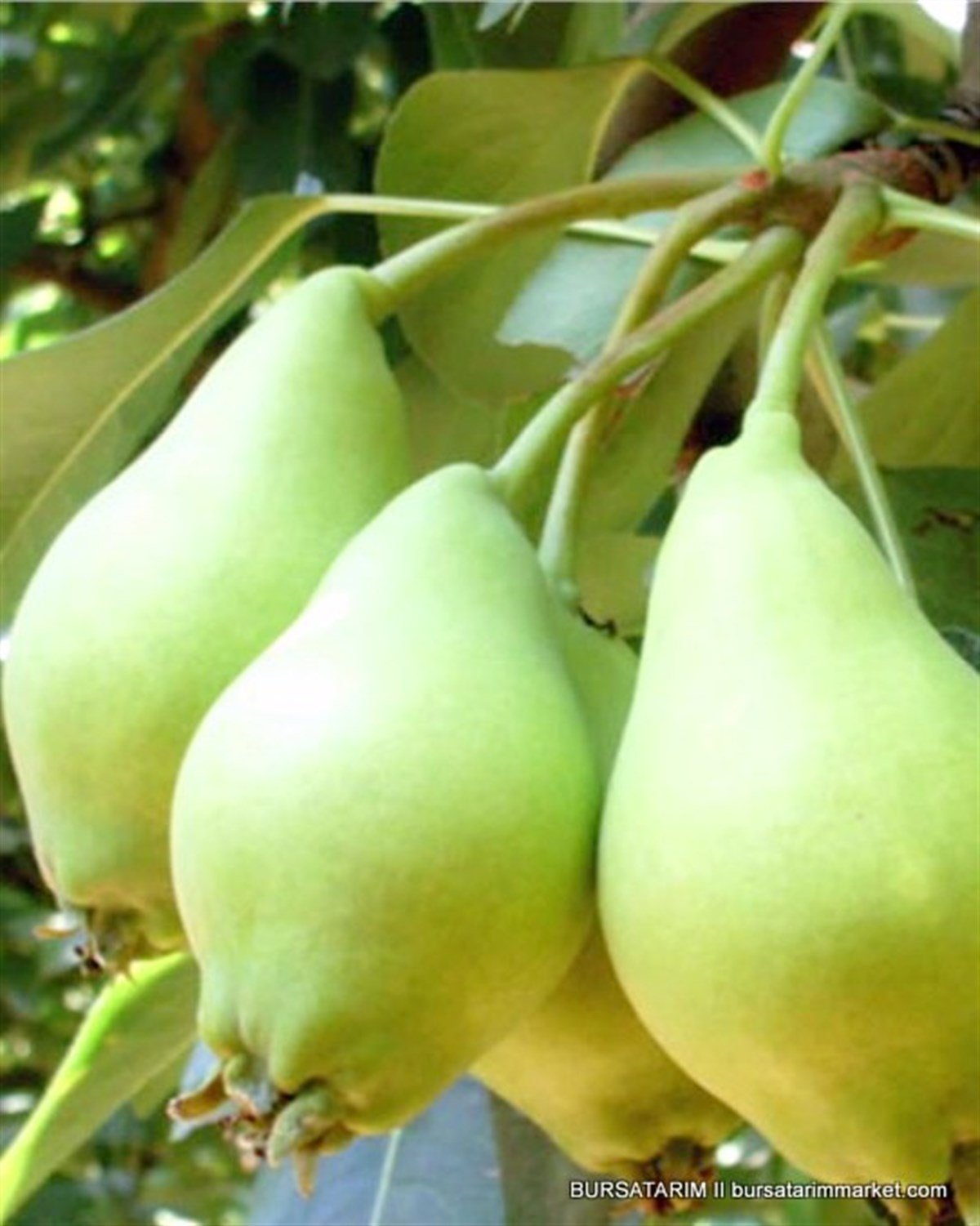 BURSATARIMAkça Armut Fidanı