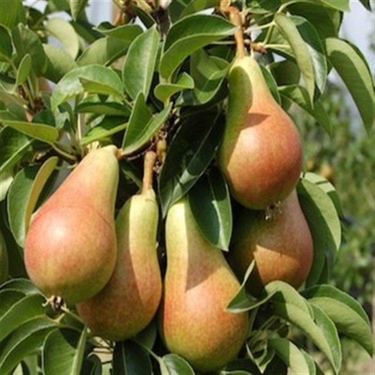 BURSATARIMCarmen Armut Fidanı