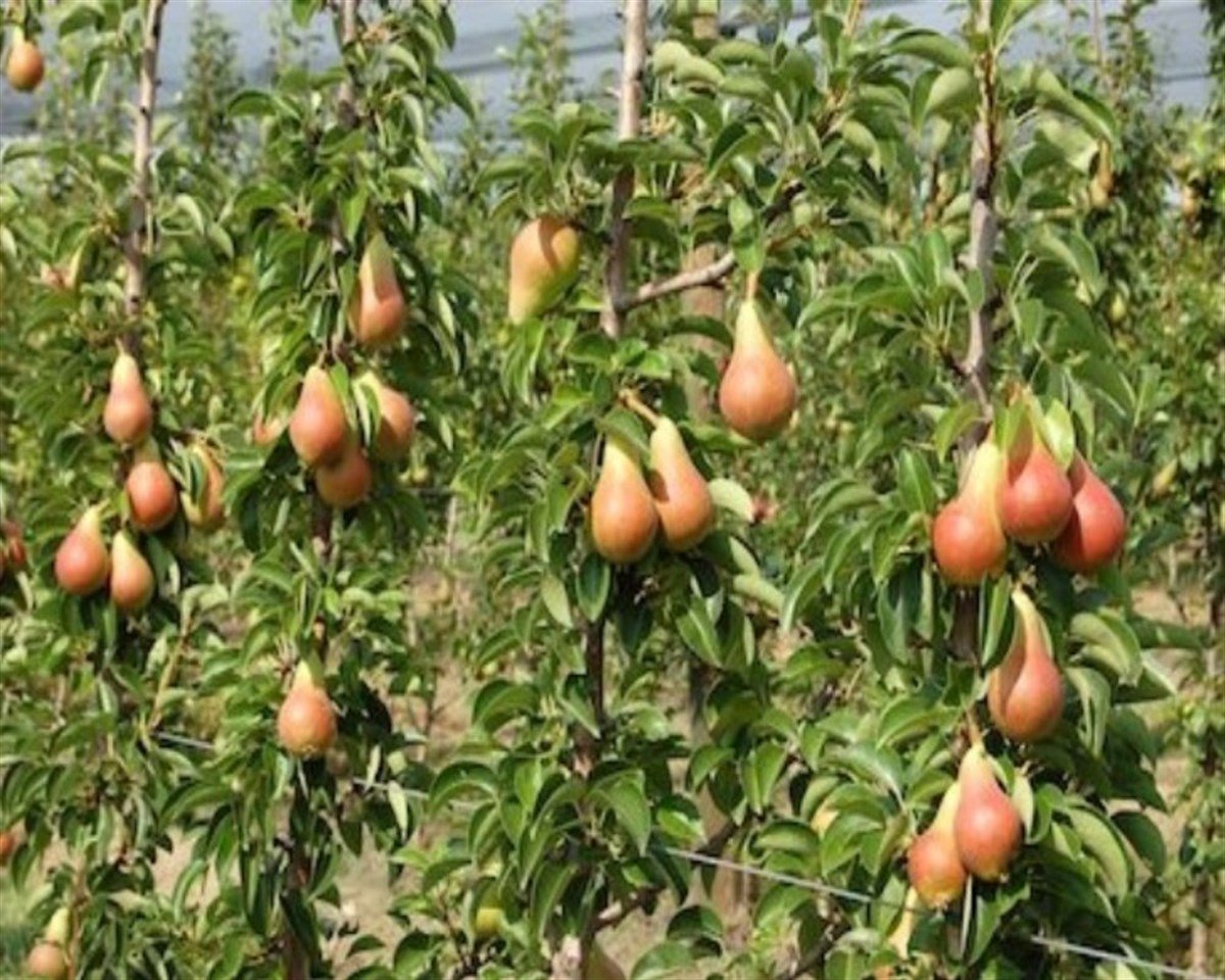 BURSATARIMCarmen Armut Fidanı