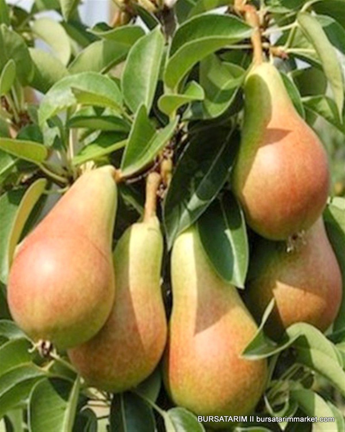 BURSATARIMCarmen Armut Fidanı