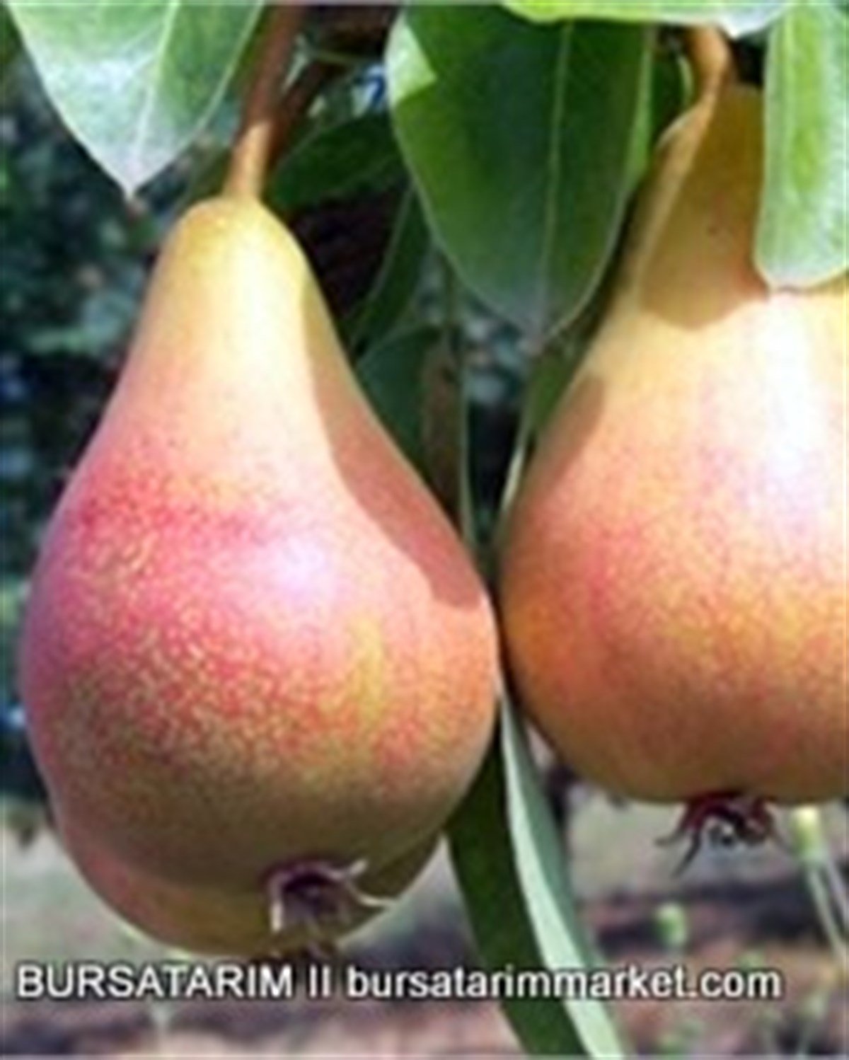 BURSATARIMHaziran Güzeli ( June Beauty) Armut Fidanı