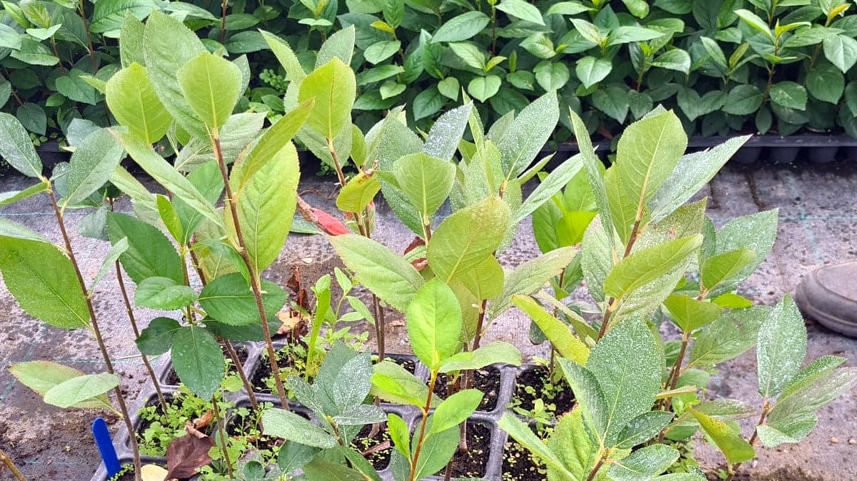 BURSATARIM1 Yaşlı Viyolde Nero Aronia ( Aronya) Fide 