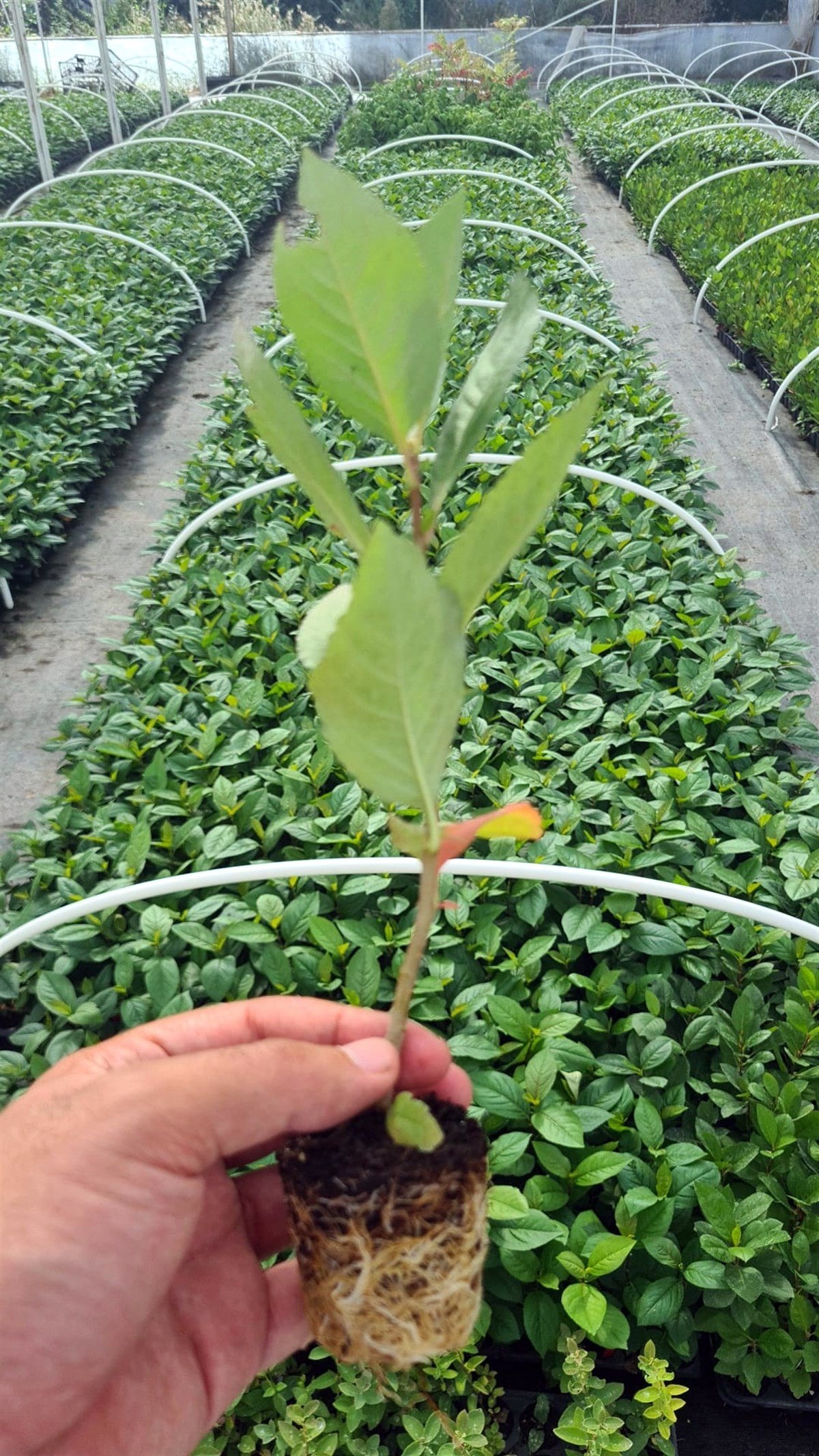 BURSATARIM1 Yaşlı Viyolde Nero Aronia ( Aronya) Fide 