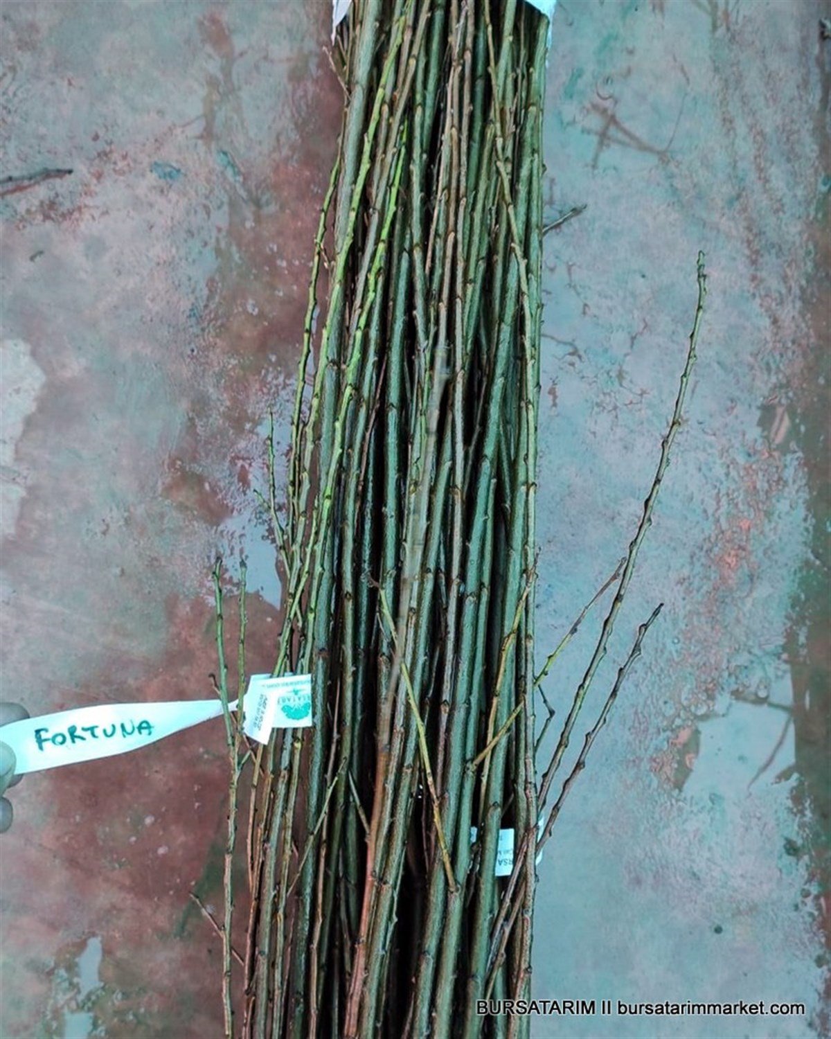 BURSATARIMFortuna Çeşidi Erik Aşı Kalemi