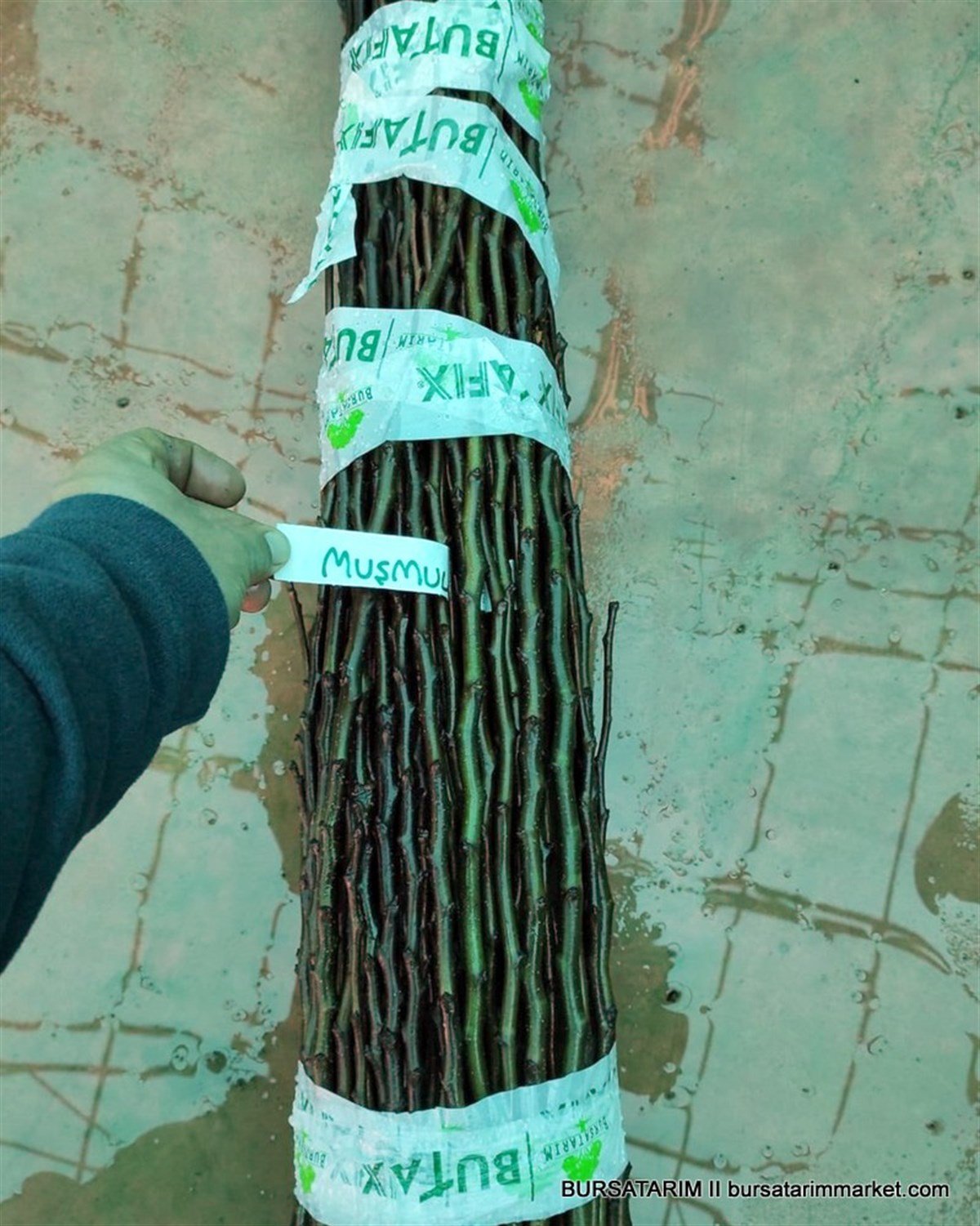 BURSATARIMMuşmula Aşı Kalemi