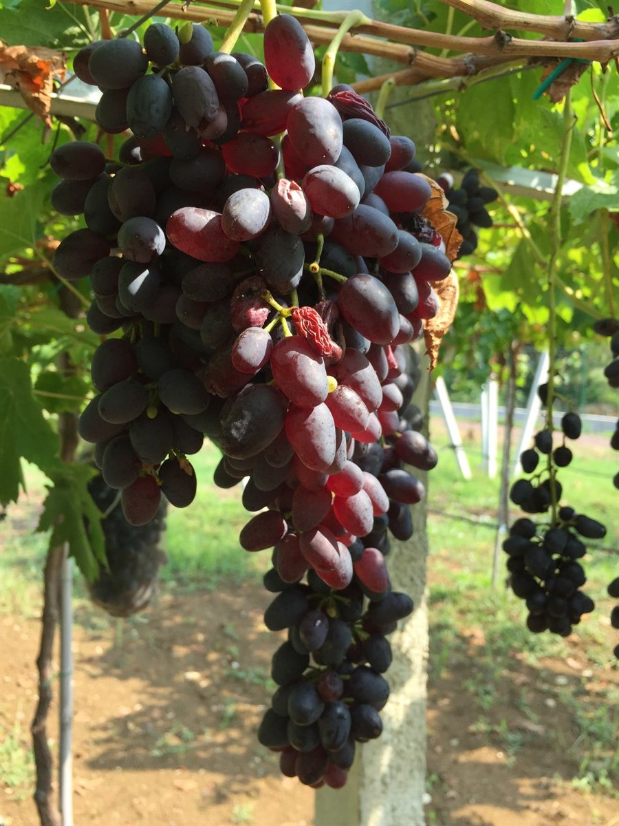 BURSATARIMHendrickson Seedless Üzüm Fidanı 