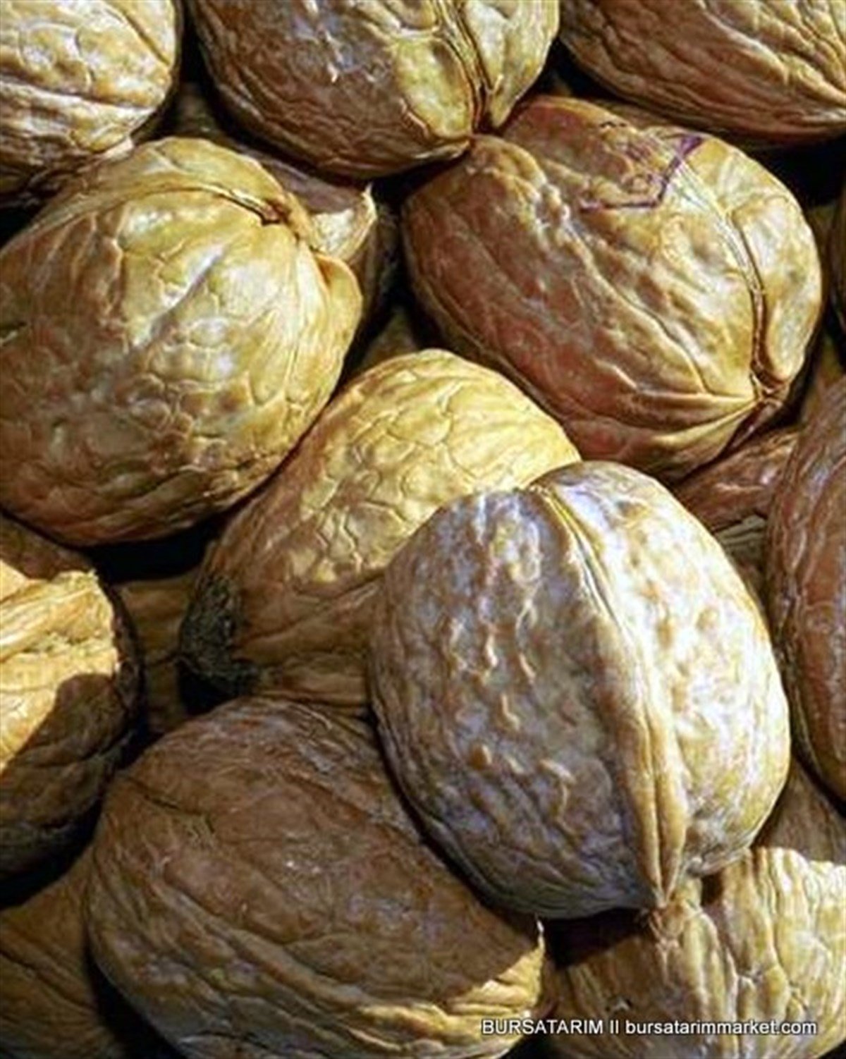 BURSATARIMKaman Ceviz Fidanı
