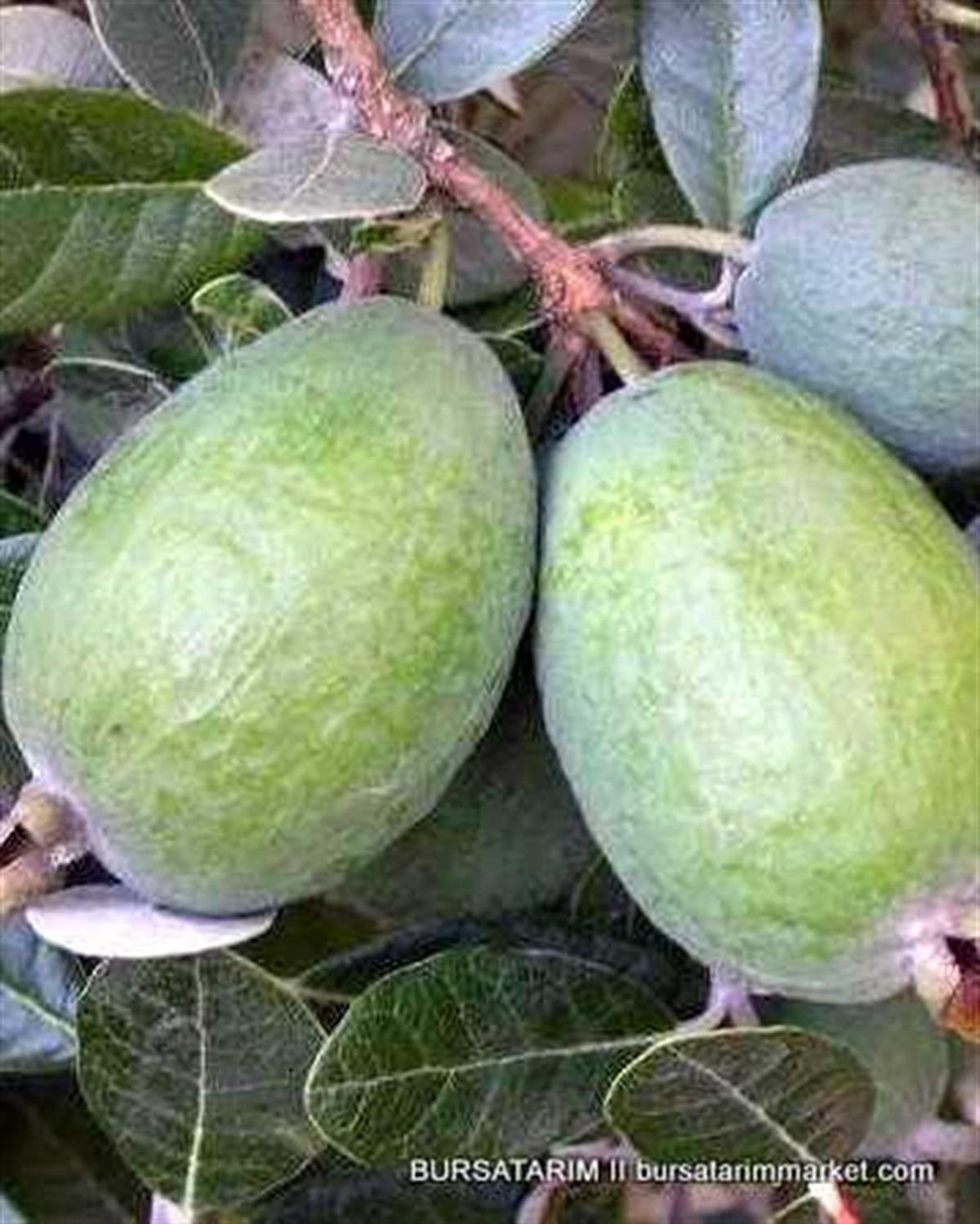 BURSATARIMKaymak (Feijo) Ağacı
