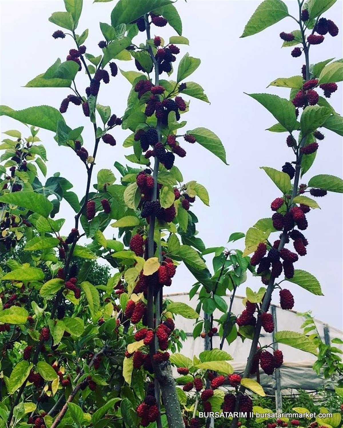 BURSATARIMAvustralya Kara Dut Fidanı