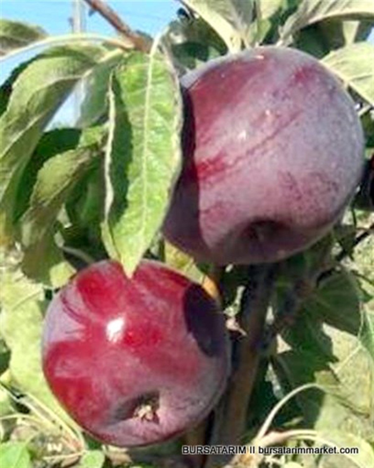 BURSATARIMArap Kızı Elma Fidanı