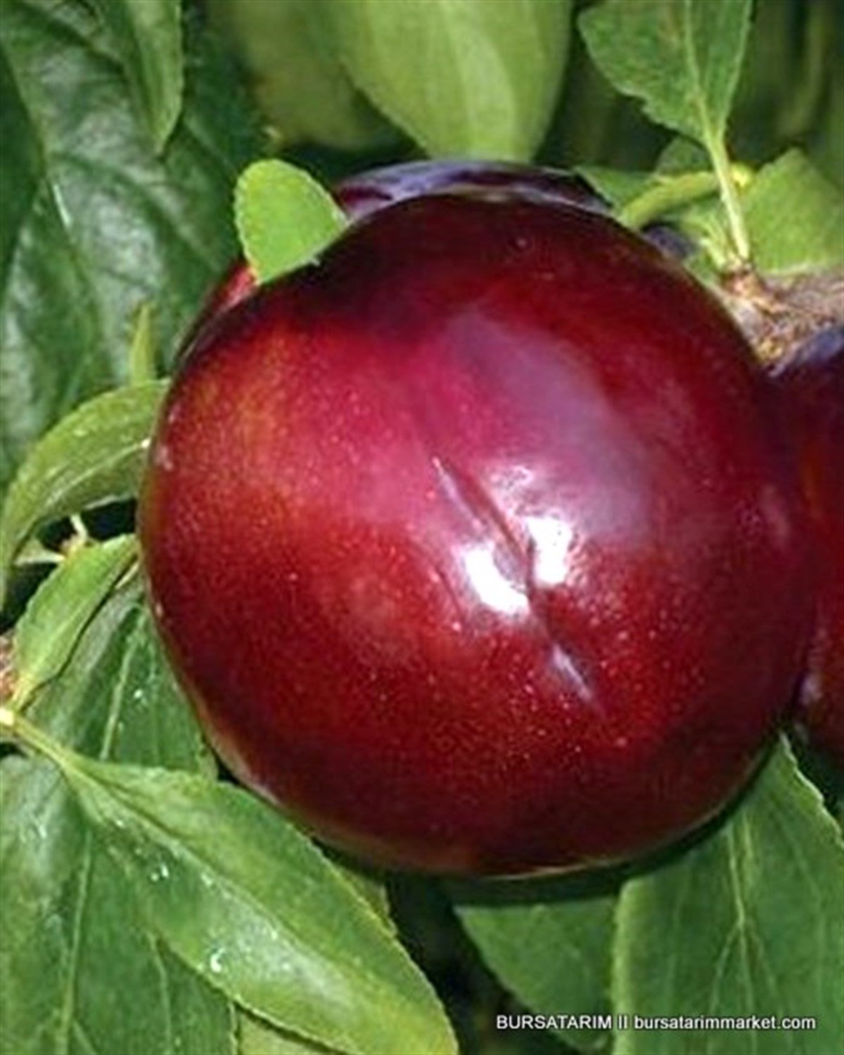 BURSATARIMBlack Amber Erik Fidanı