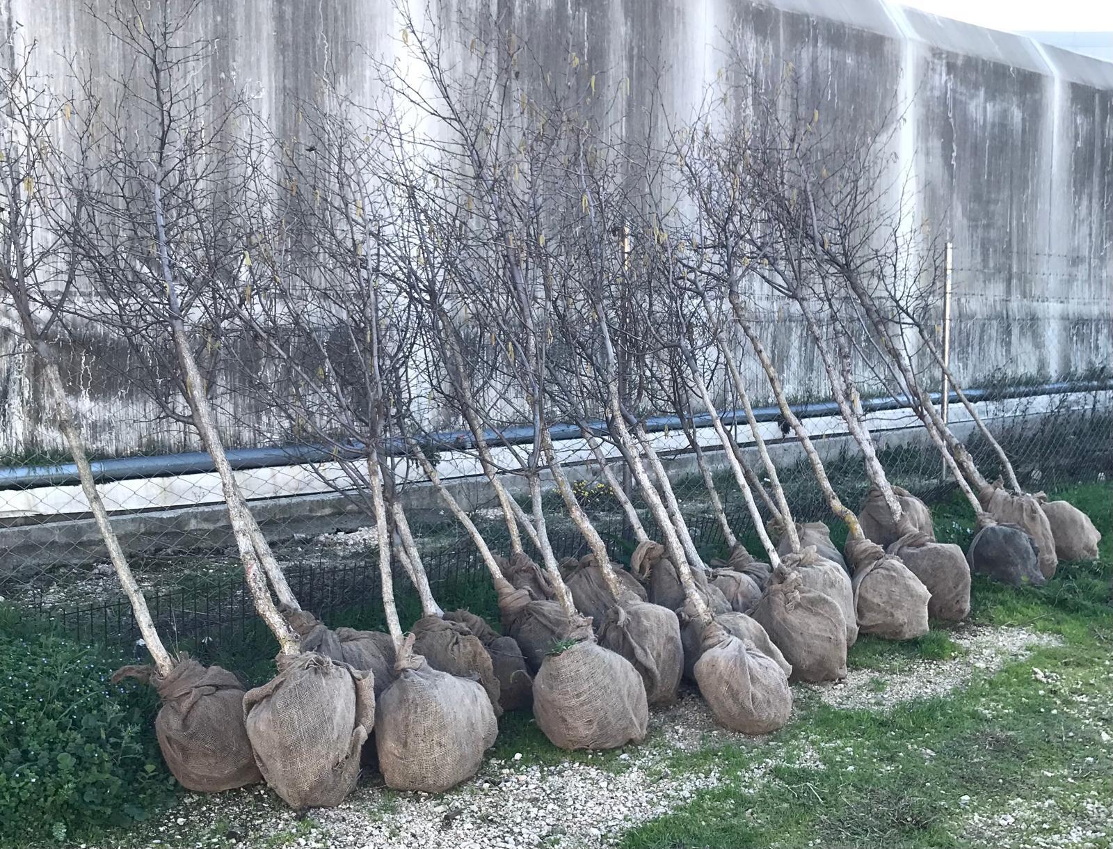 BURSATARIMTek Dal Aşılı Fındık Fidanı Büyük Boy