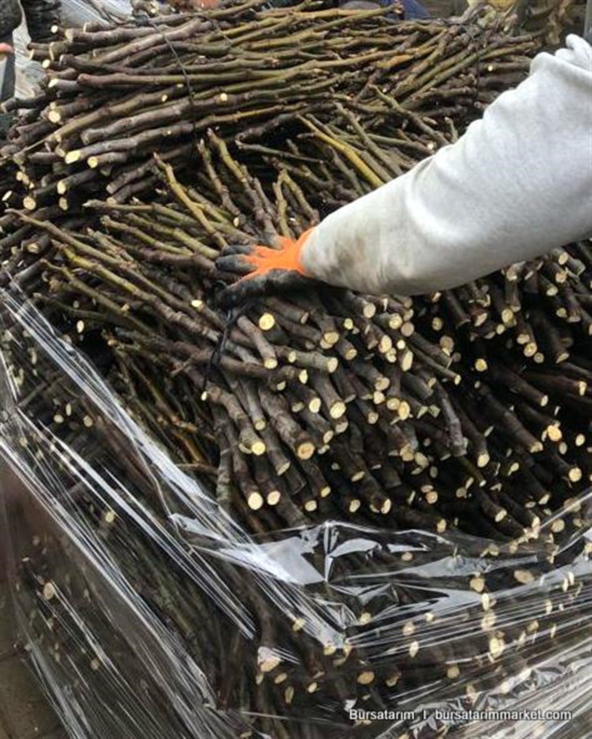 BURSATARIMBursa Siyahı İncir Fidanı ( Dürdane ) Aşı Kalemi