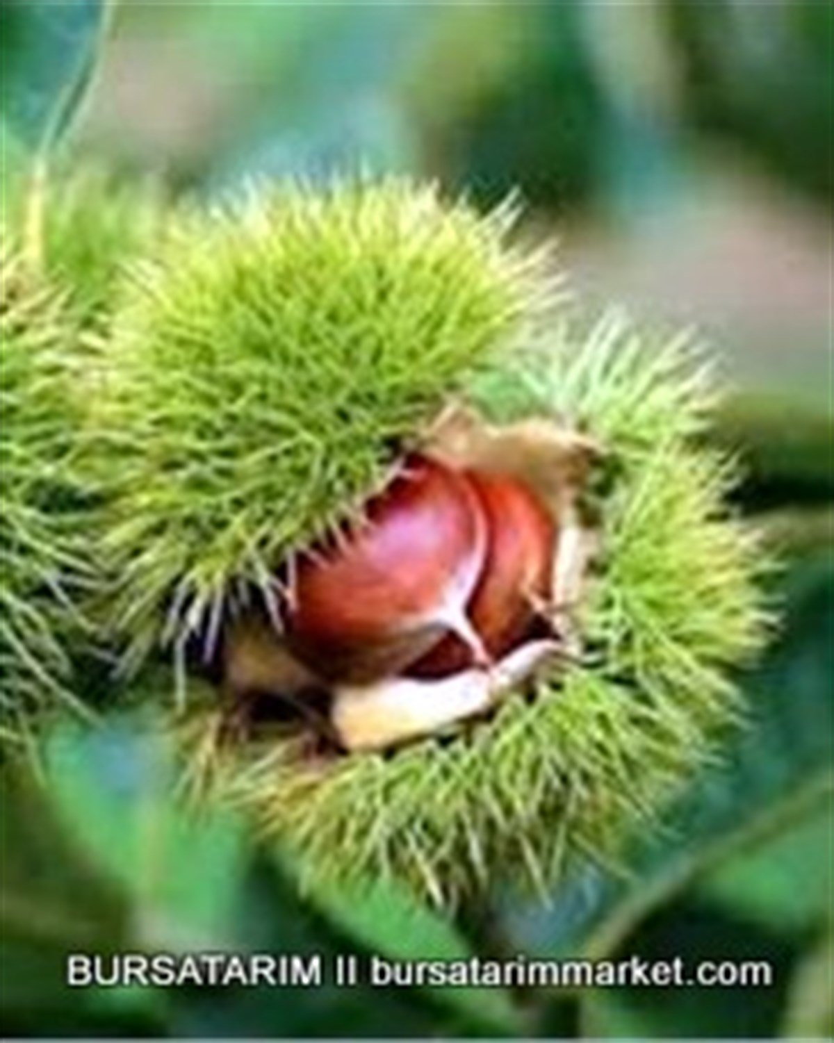 BURSATARIMSarı Aşılama Kestane Fidanı