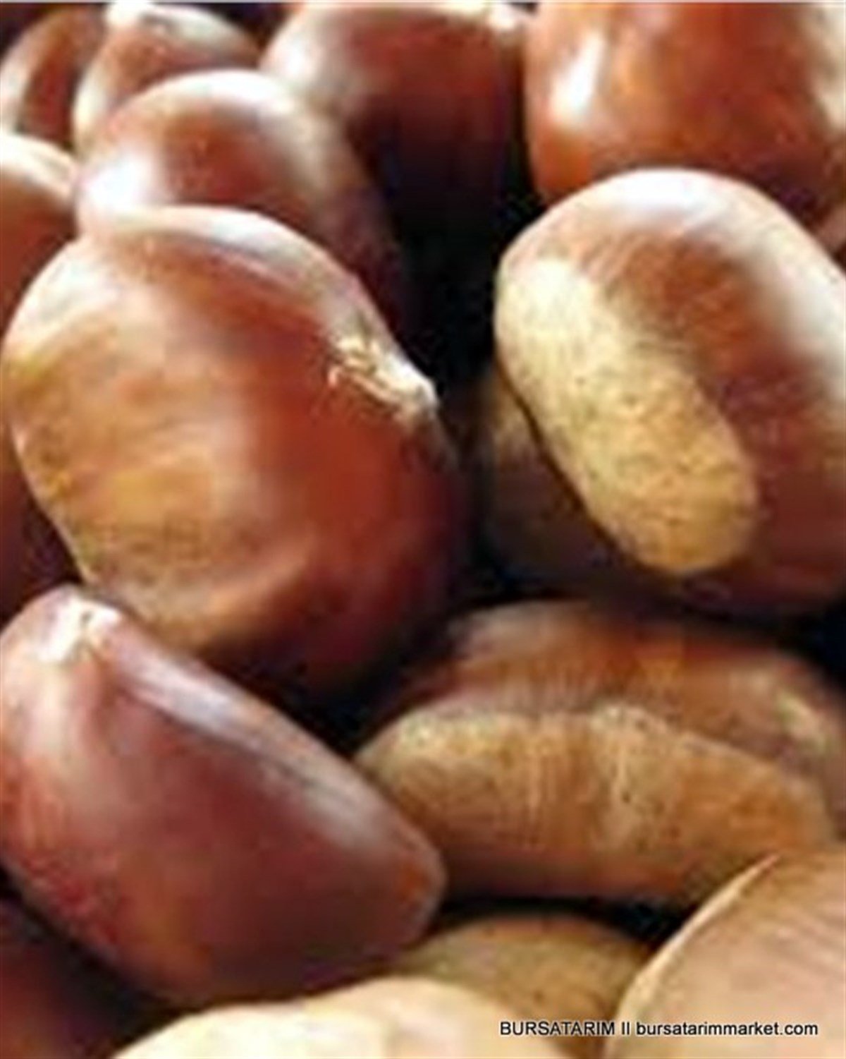 BURSATARIMŞekerci Kestane Fidanı