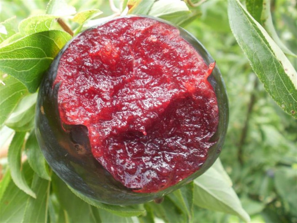 BURSATARIMBlack Splendor Erik Fidanı