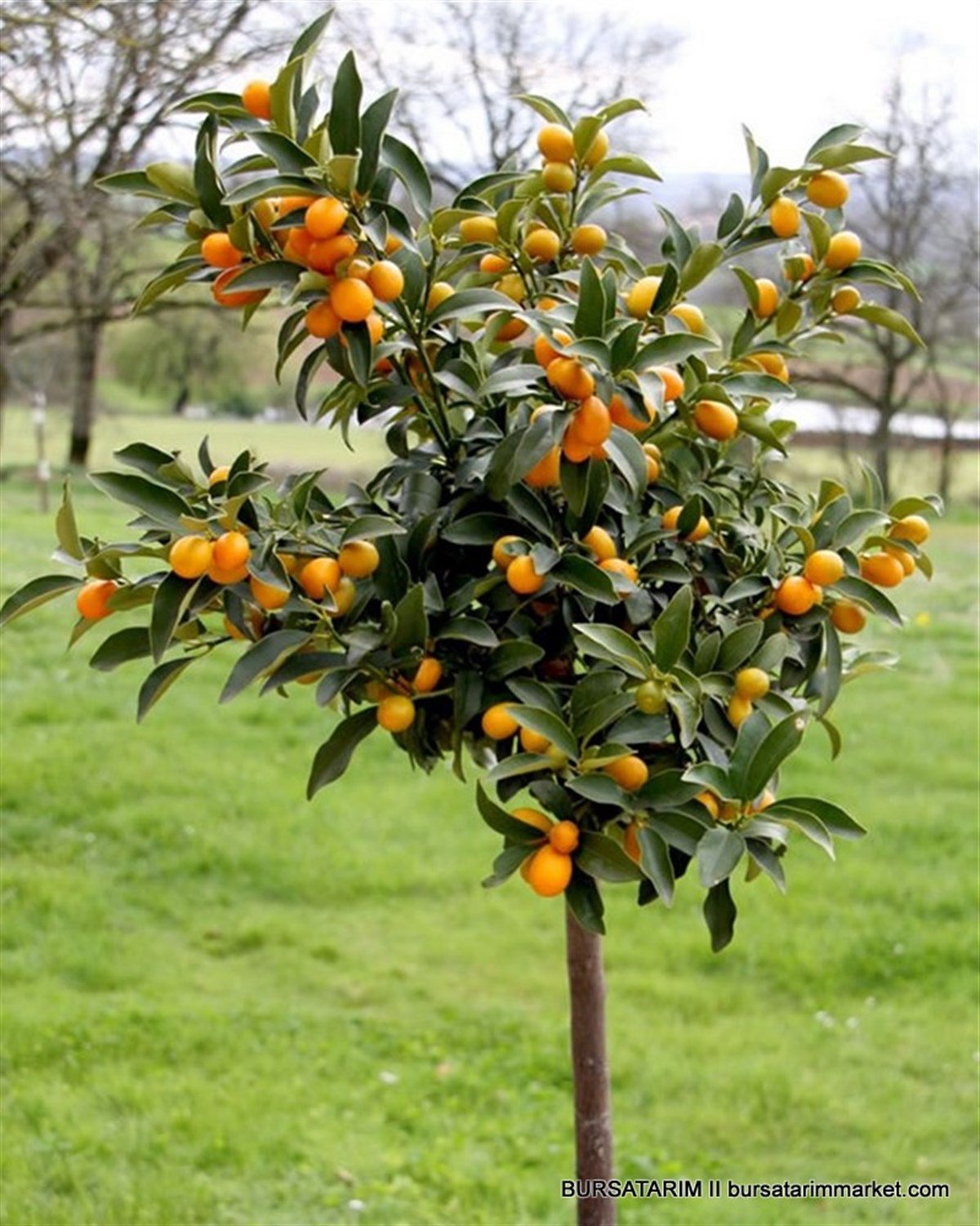 BURSATARIMYetişkin Kamkat Fidanı ( Kumkuat )