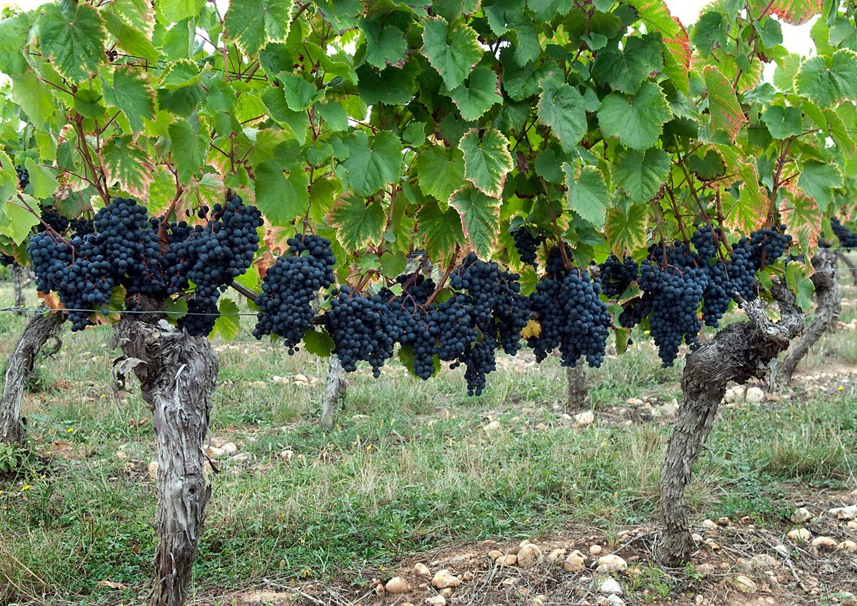 BURSATARIMMalbec Üzüm Fidanı