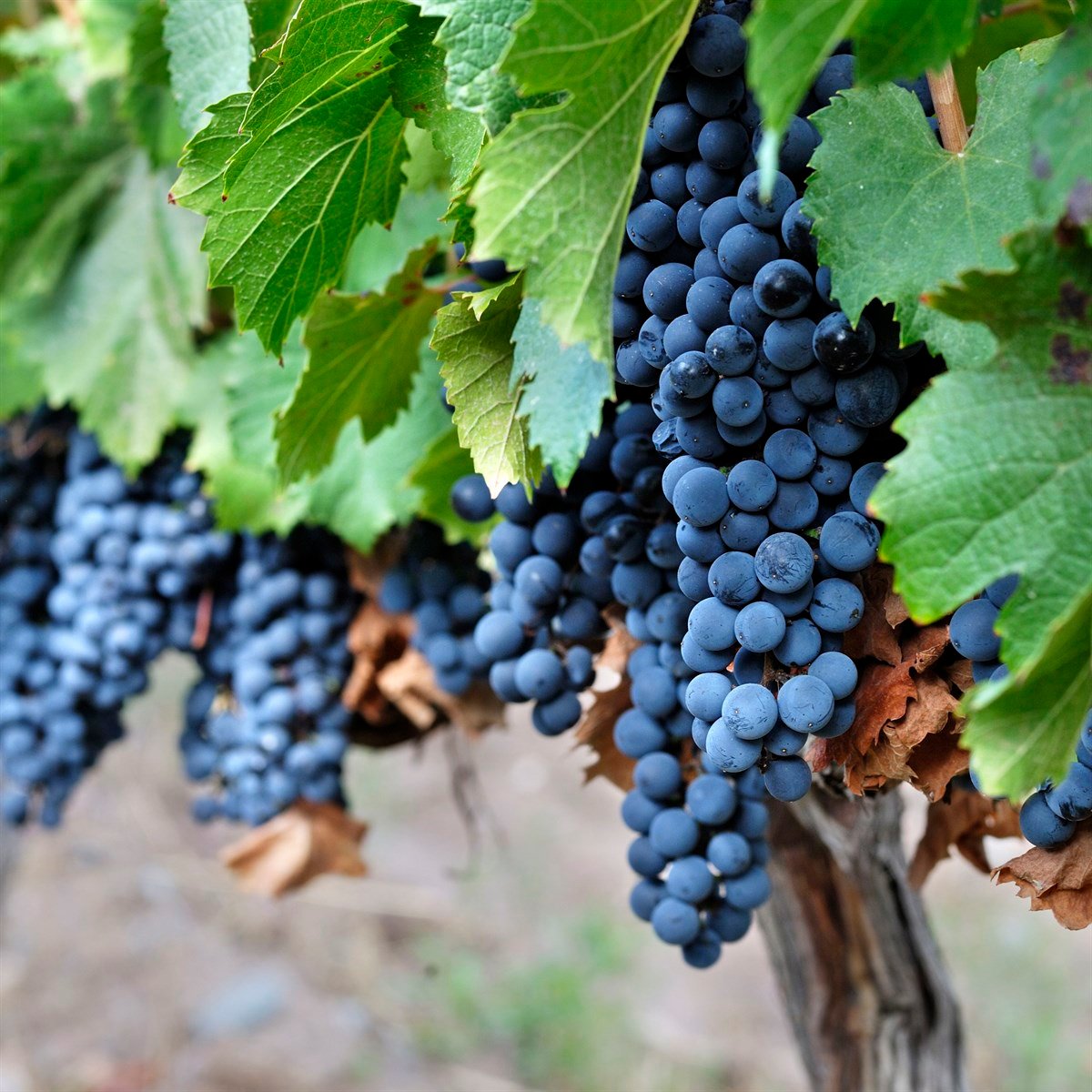 BURSATARIMMalbec Üzüm Fidanı
