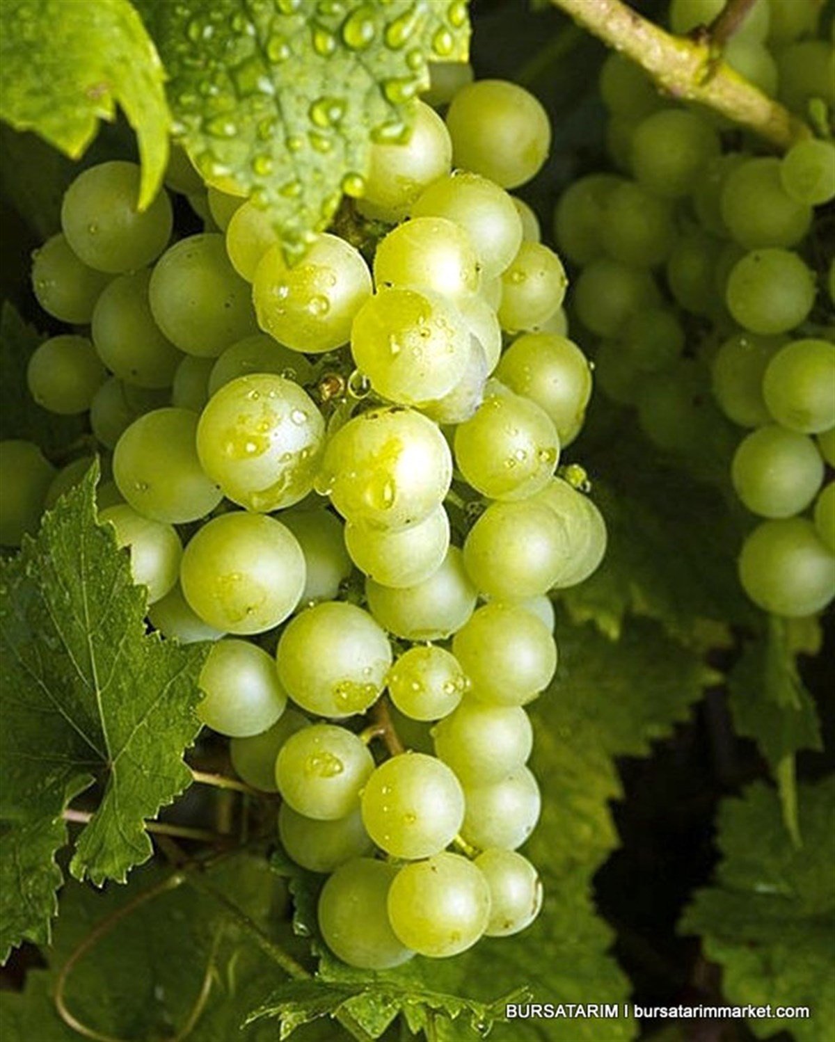 BURSATARIMSauvignon Blanc Üzüm Fidanı