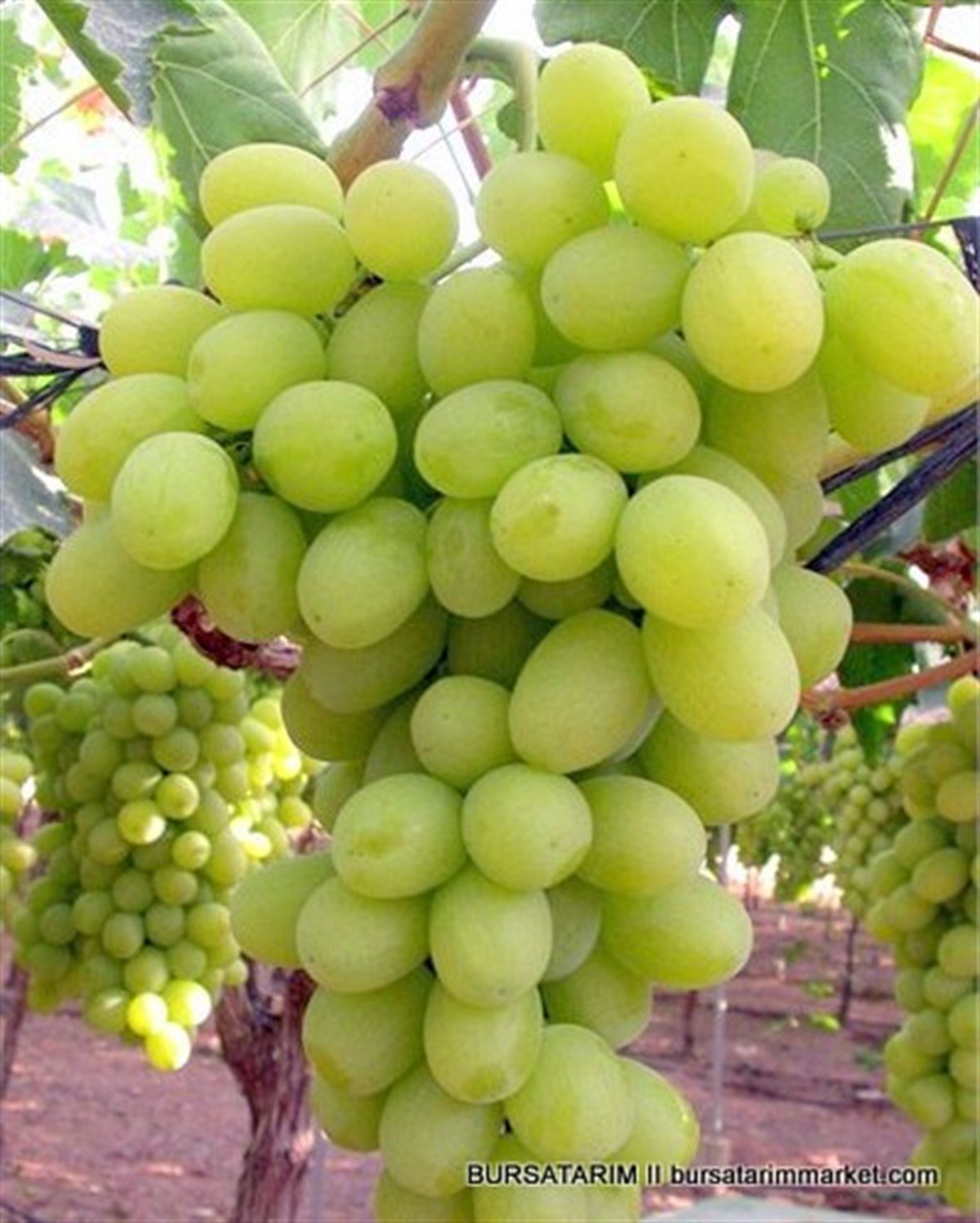 BURSATARIMSuperior Seedless Üzüm Fidanı