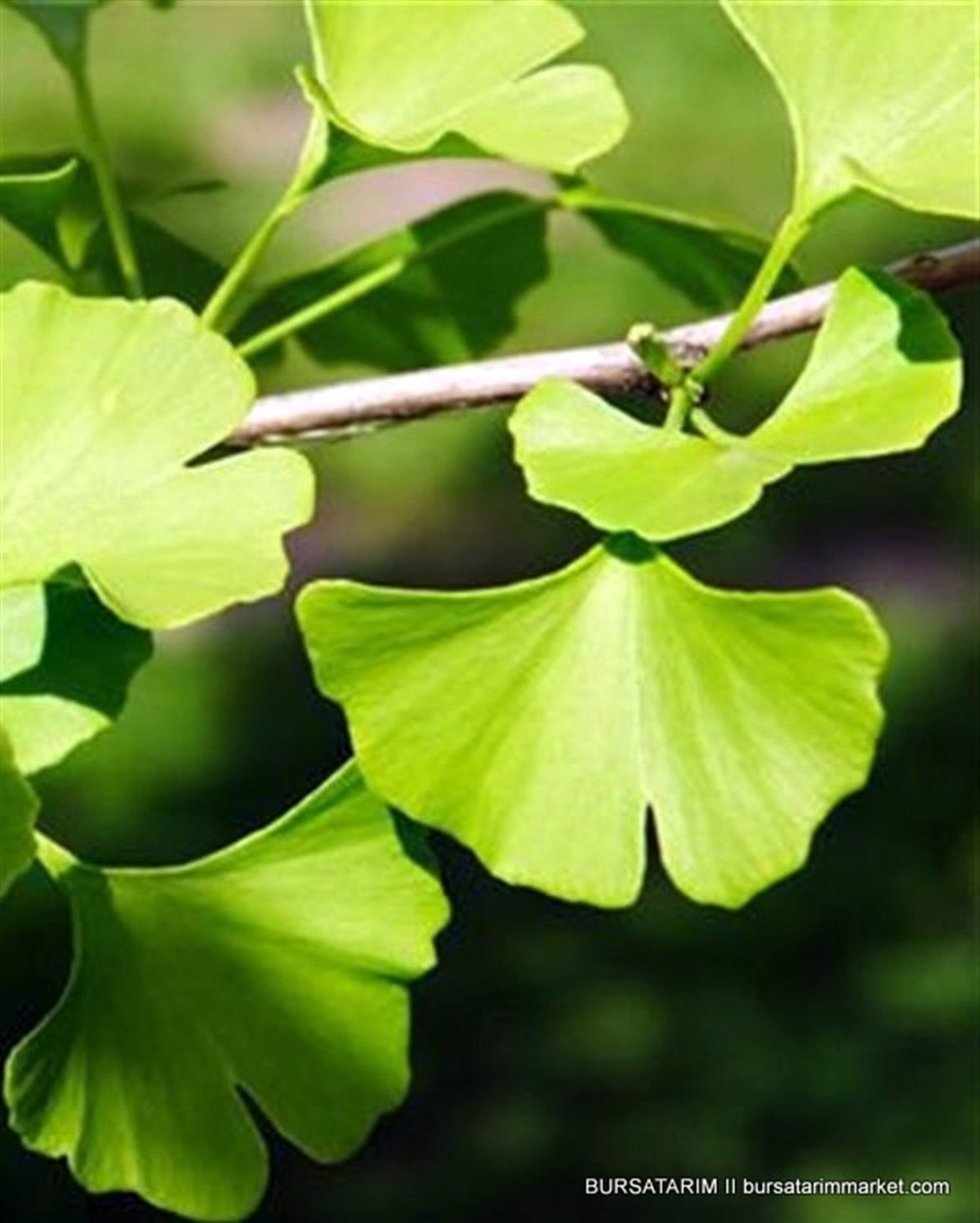 BURSATARIMGinkgo biloba Mabet Ağacı Fidanı