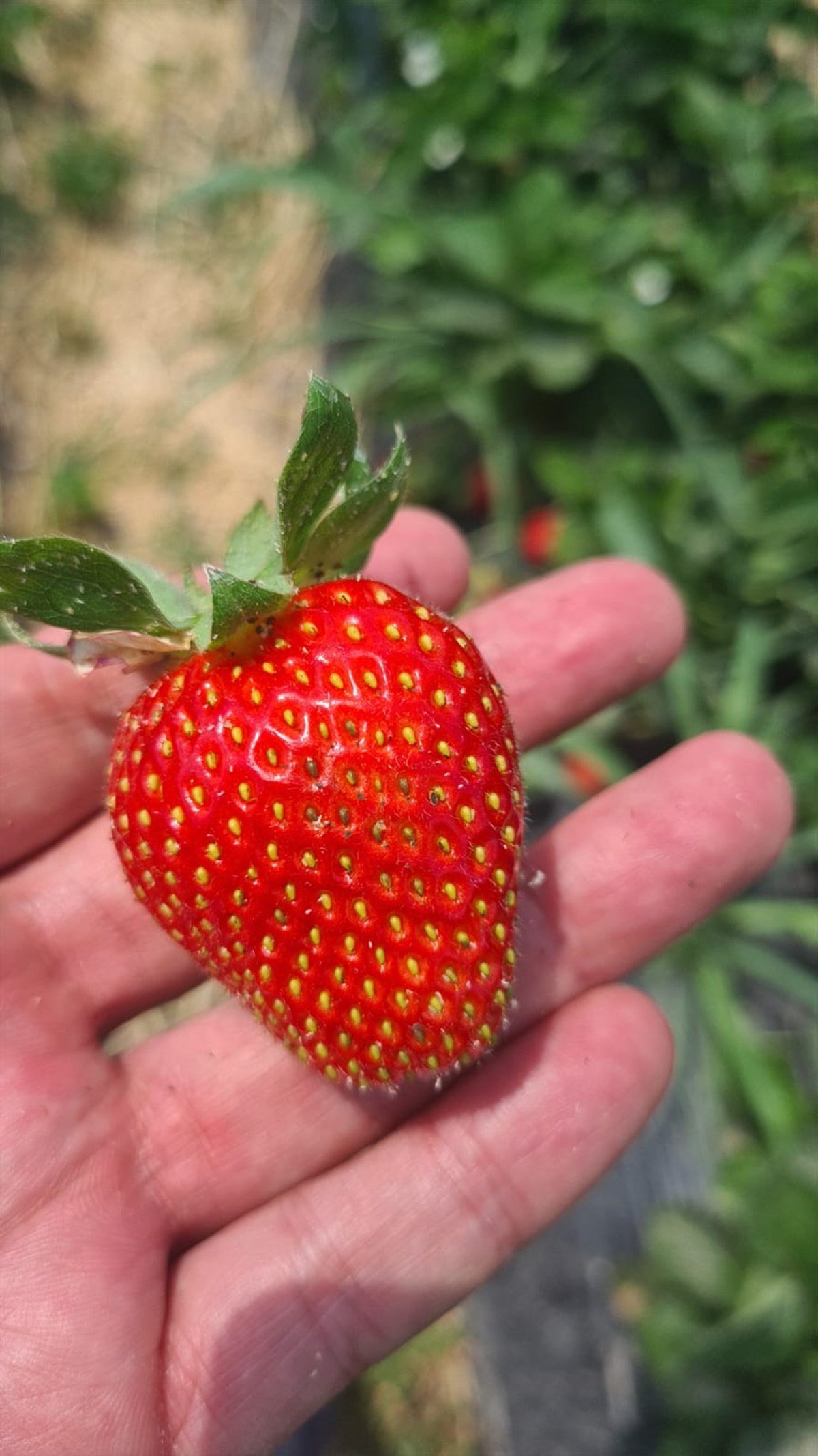 BURSATARIMRubigen Çilek Fidesi 10'lu