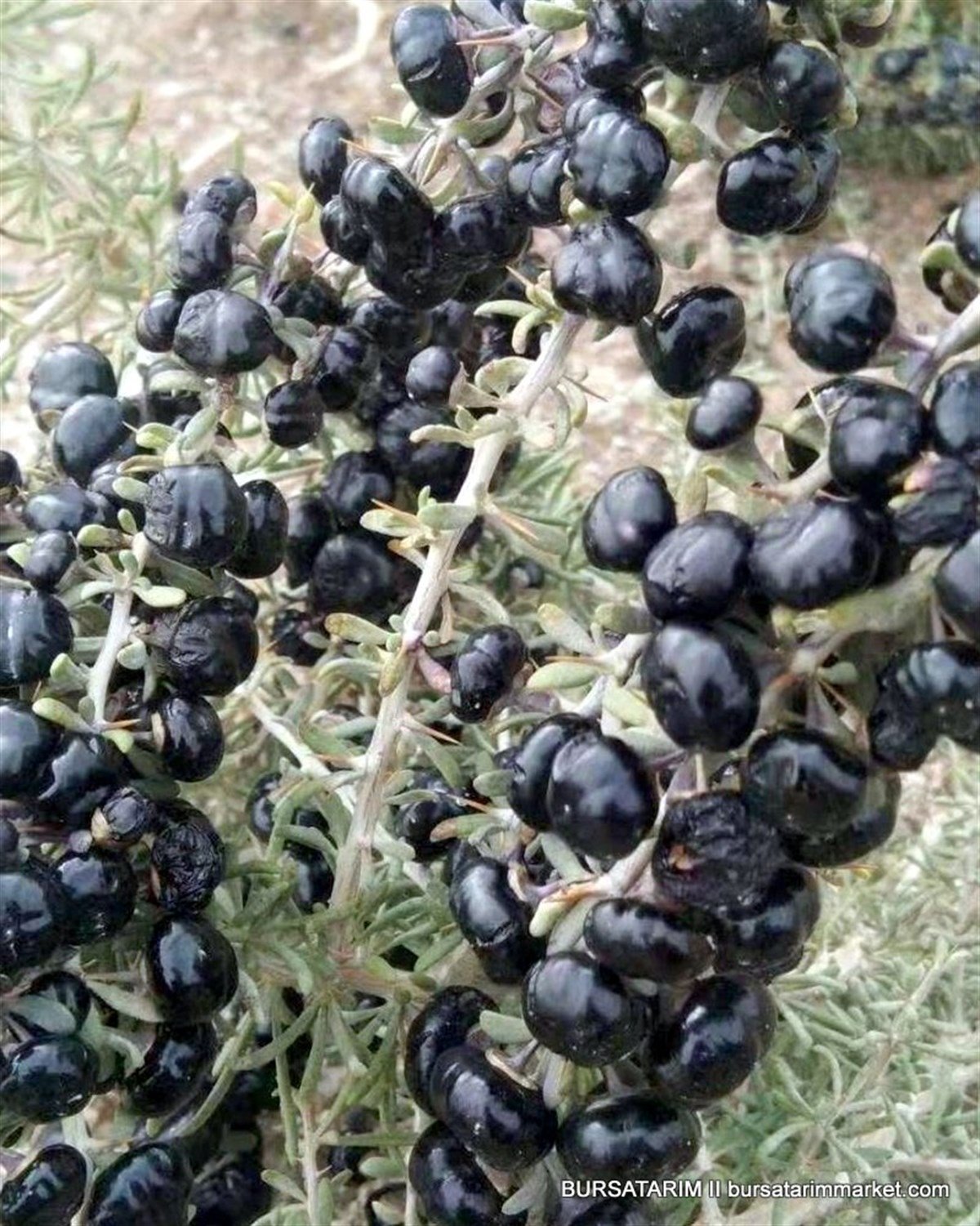 BURSATARIMSiyah Gojiberry Fidanı ( Gojiberi - Kurt Üzümü )