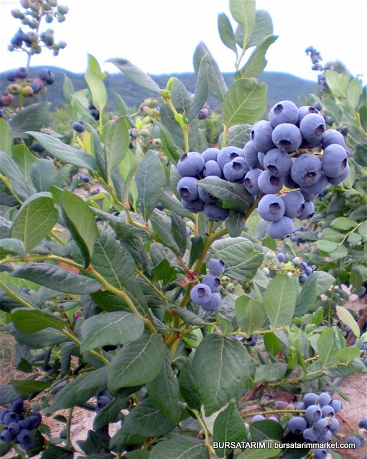 BURSATARIMBluejay  Yaban Mersini Fidanı ( Likapa - Mavi Yemiş )
