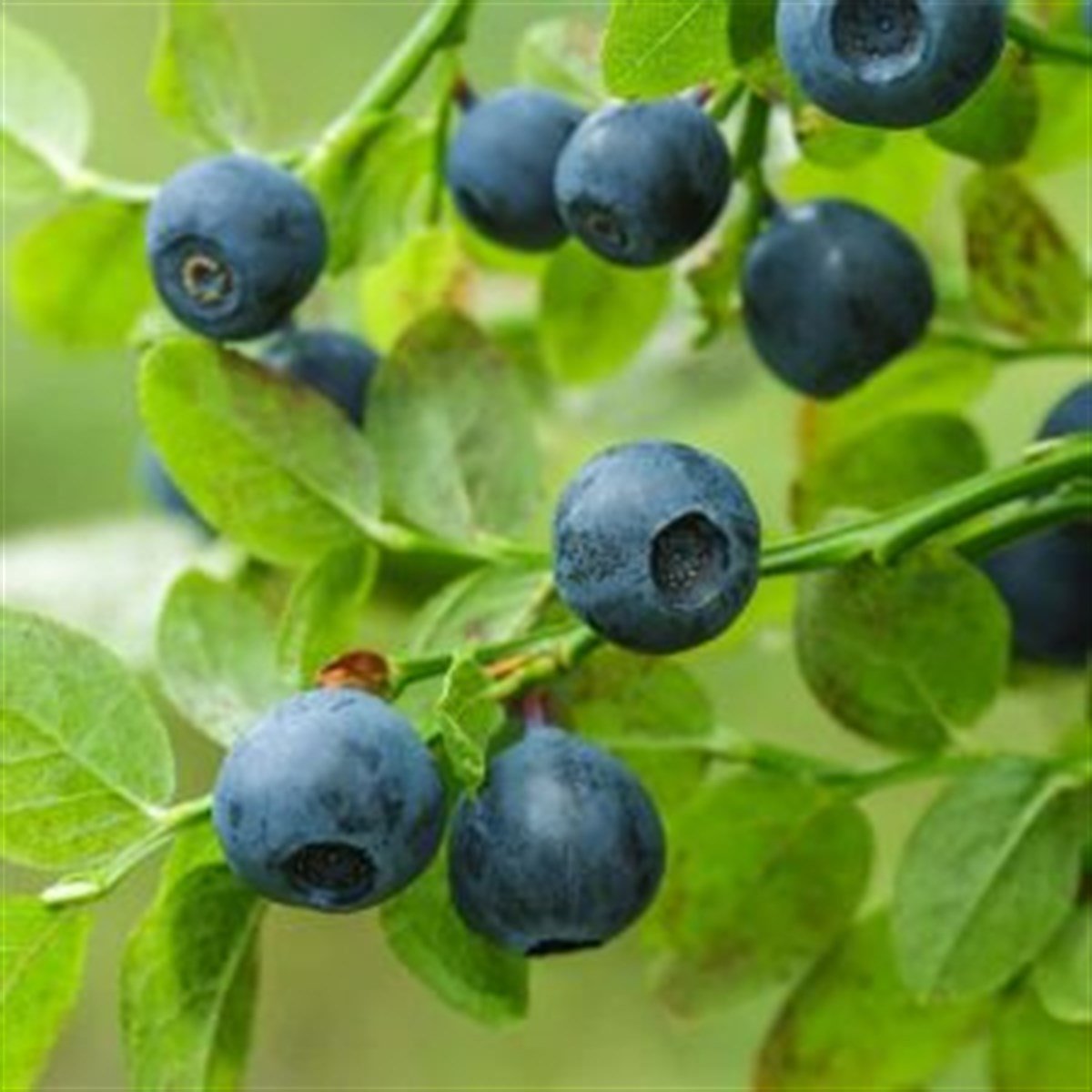 BURSATARIMEarliblue Yaban Mersini Fidanı ( Likapa - Mavi Yemiş )